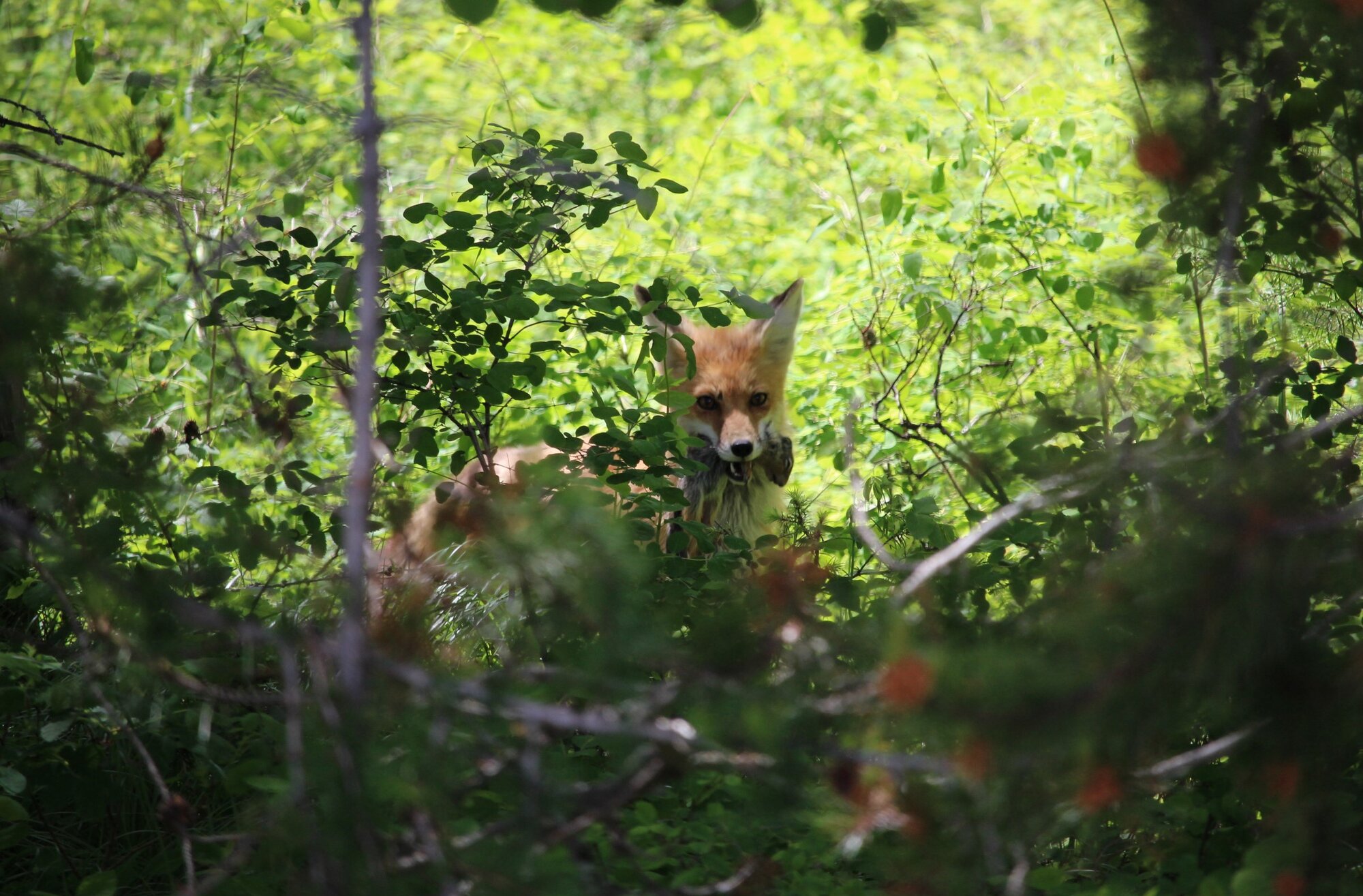 red_fox4 (2).JPG