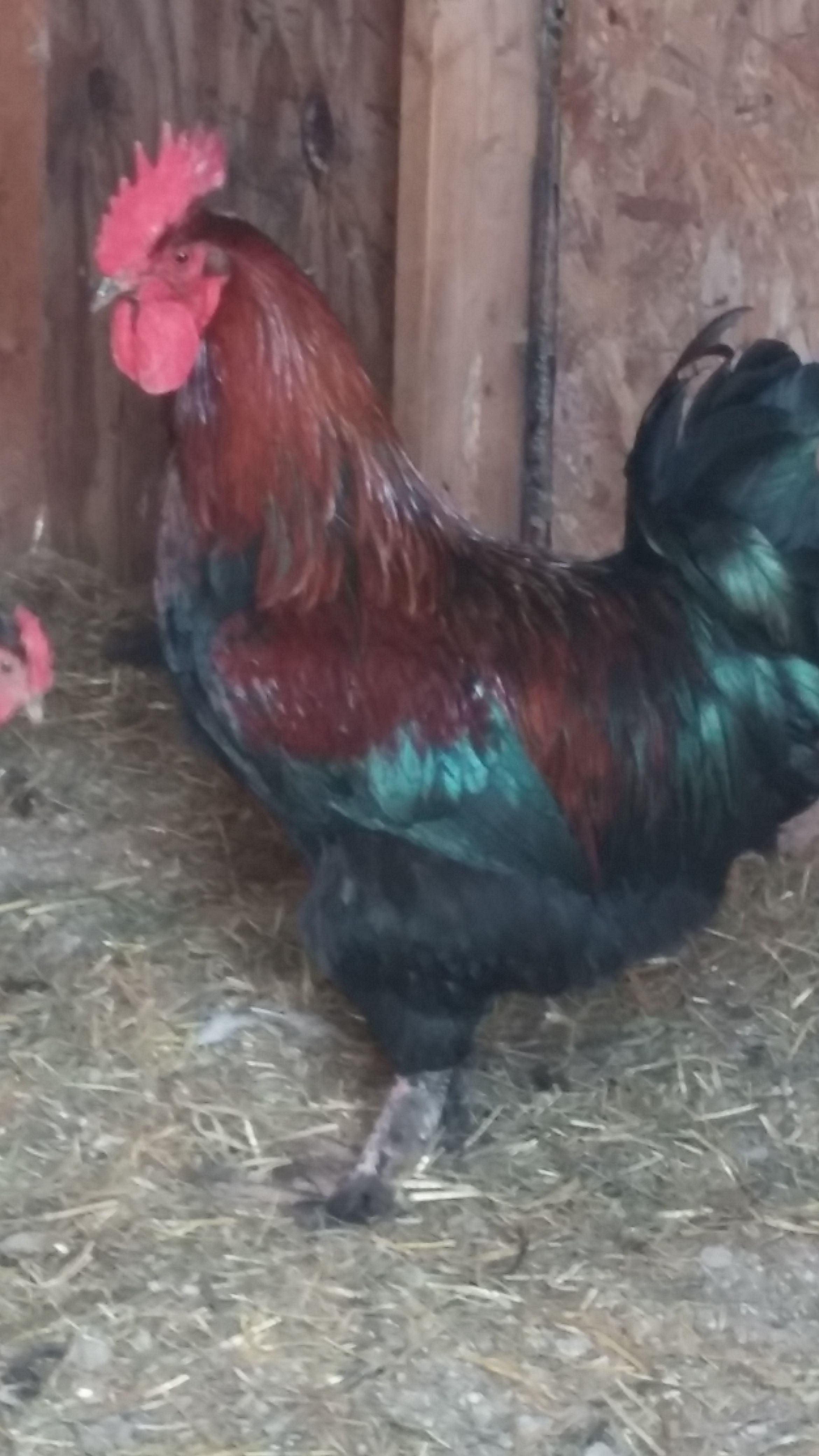 Redneck 
1 year old Black/Copper Maran