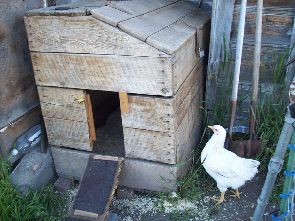Redneck chicken coop. I bought this wood bin for $5 and put a door in the side for the chickens. It's only temporary, until I get my mother's bills caught up and make a bit of money to buy a real coop.