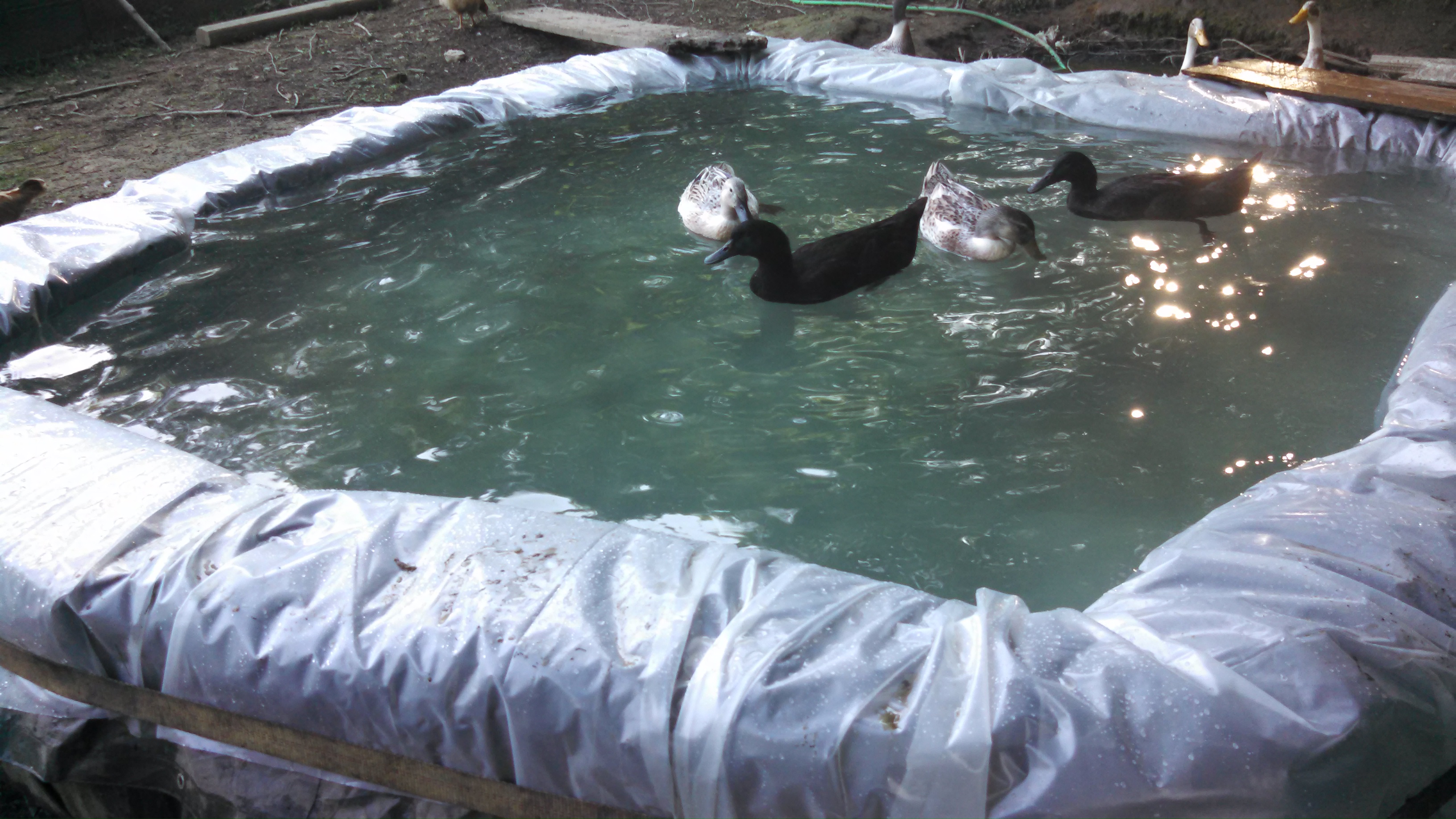 "Redneck Pool" Pond
Temporary Pond until the other is dug