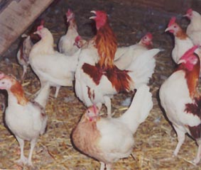 redpyleoegbantam2.jpg Cackle Red Pyle