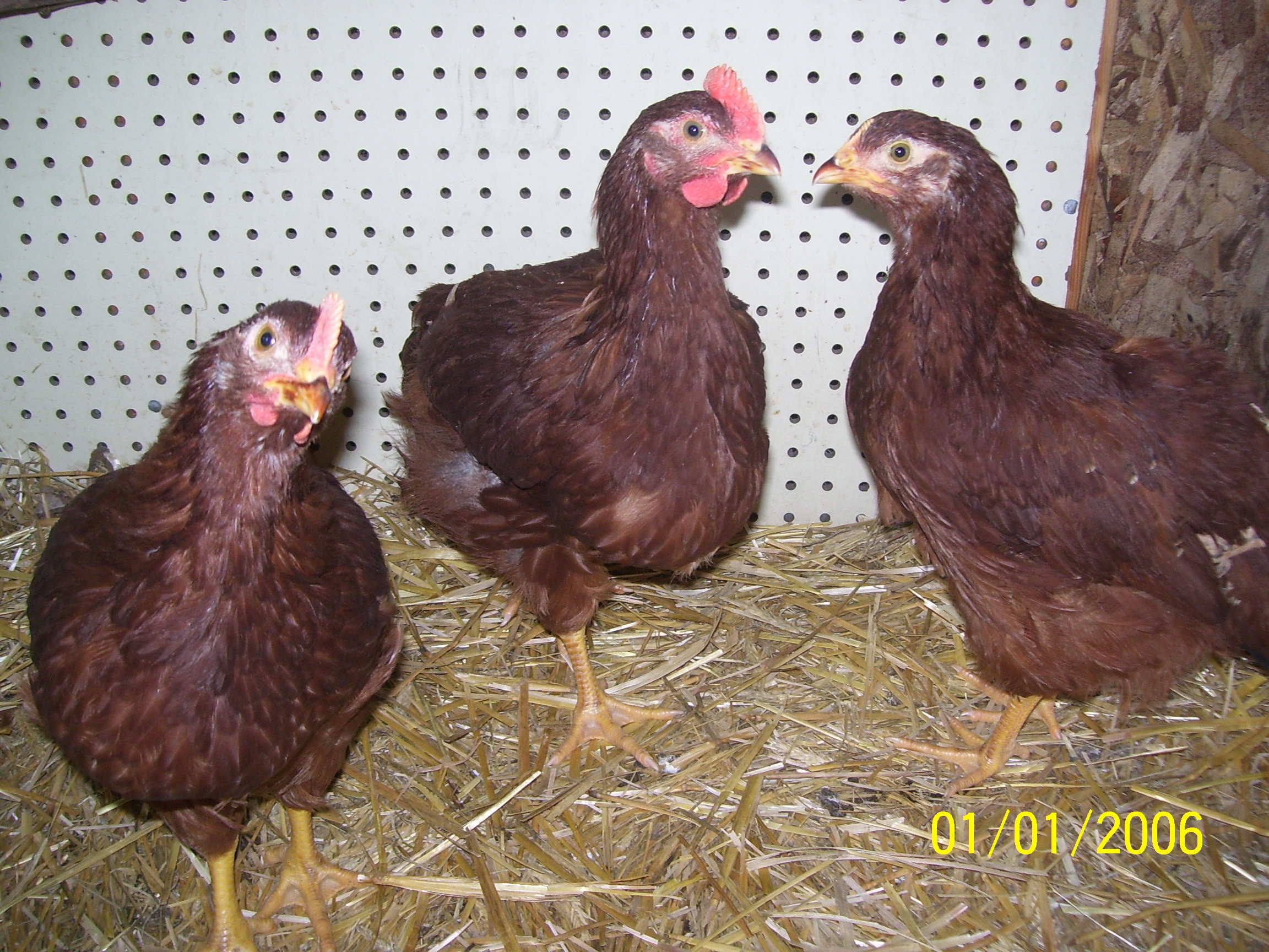 Reds (1.5 months old)