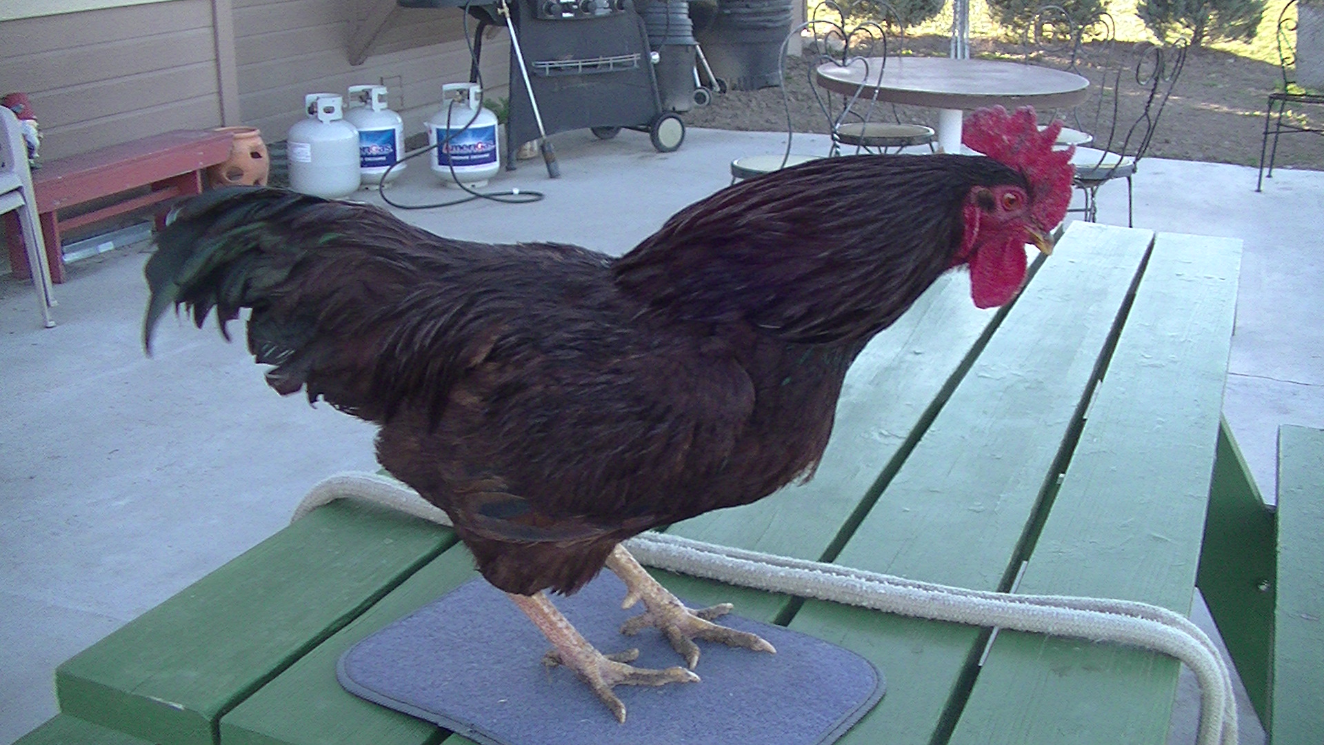 Reef Cuttlefish "Master Chicken"
Rhode Island Red
1 yr old and very large