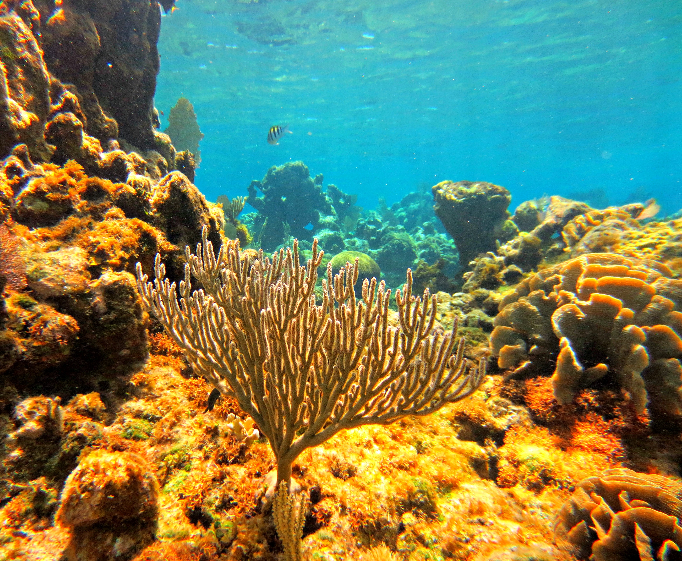 Reef in Honduras