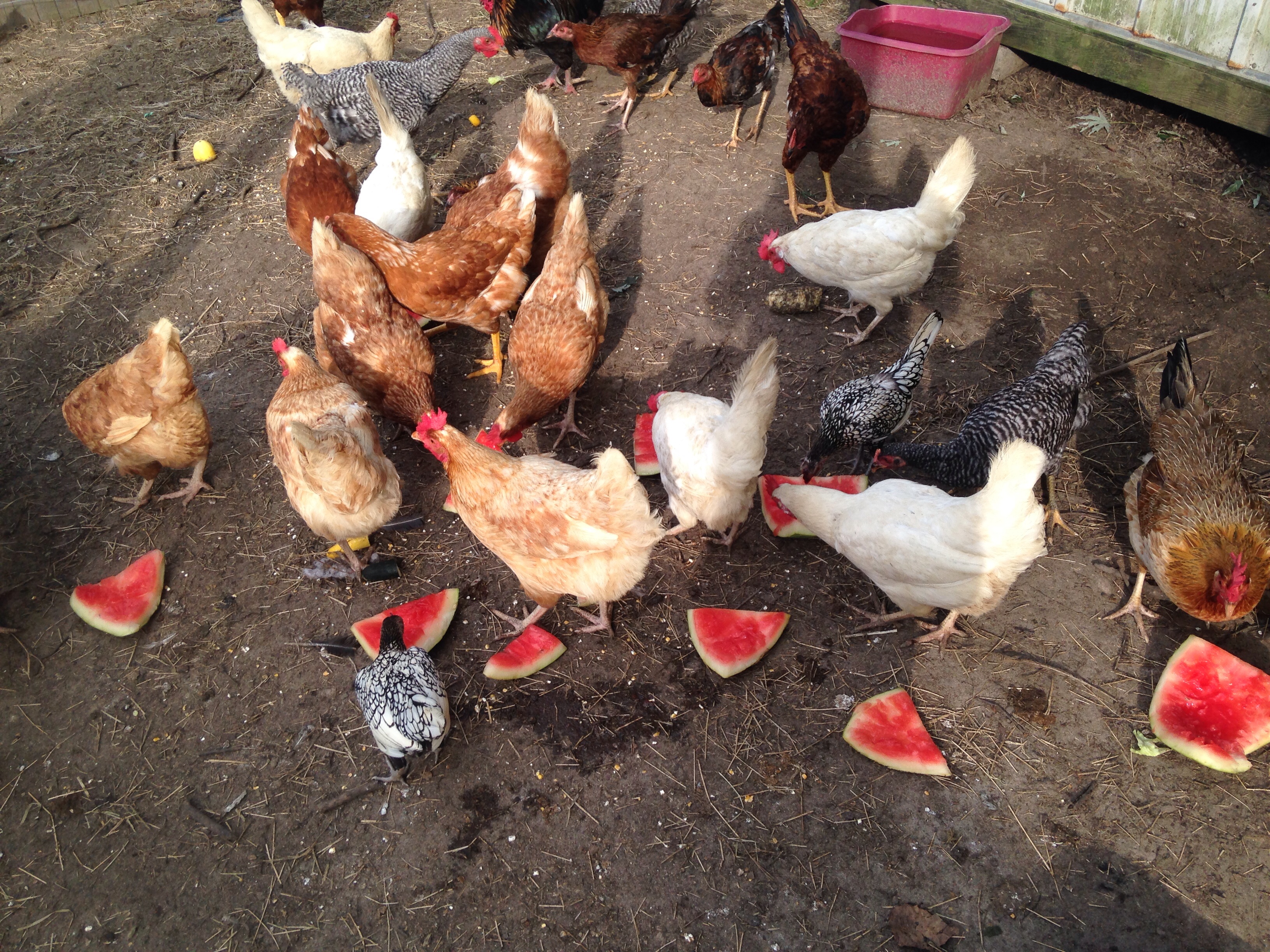 Refreshing snack for the girls (&caesar)