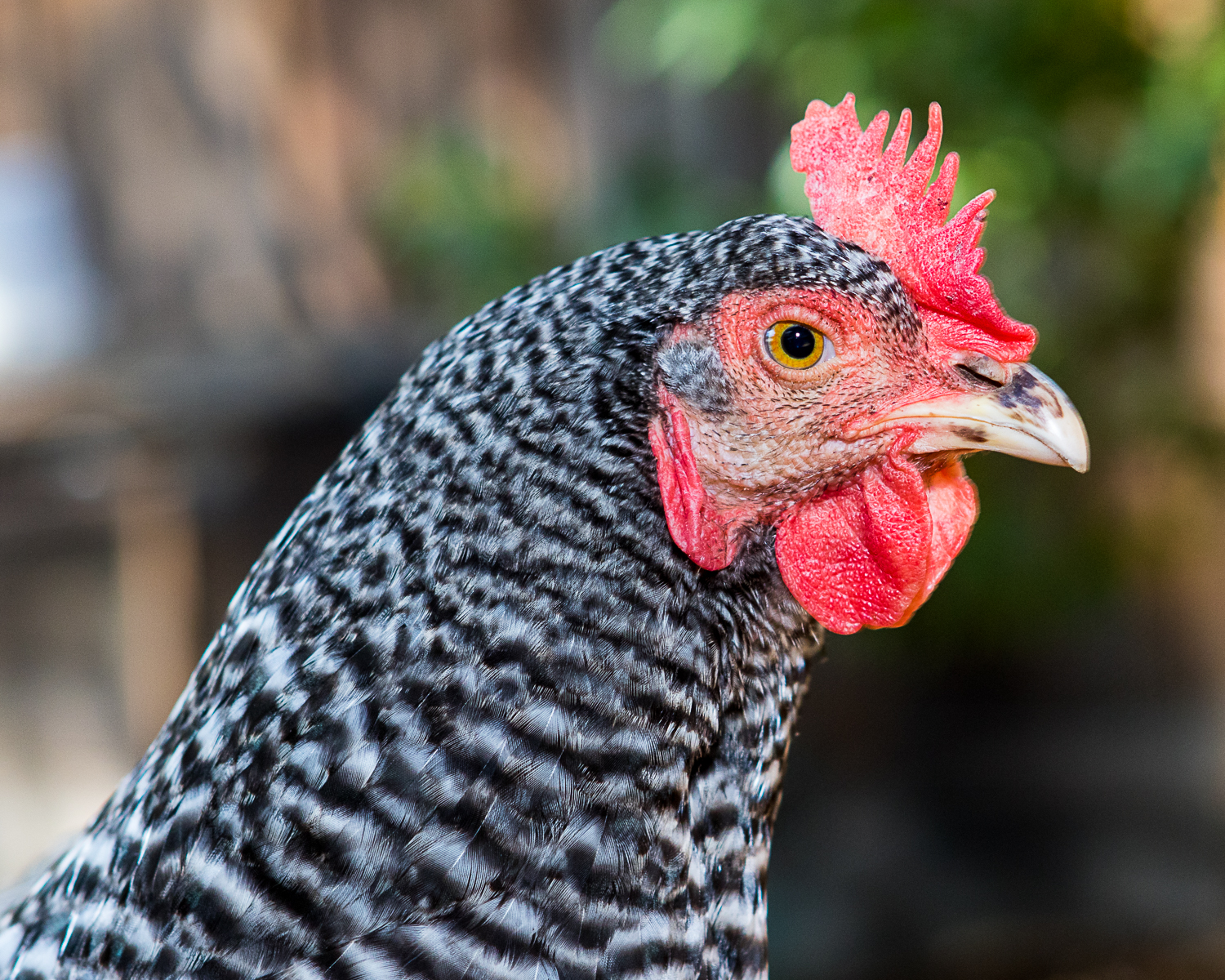 Regina (Barred Rock)