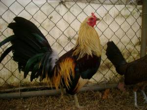 Regular Grey/Blueface Hatch