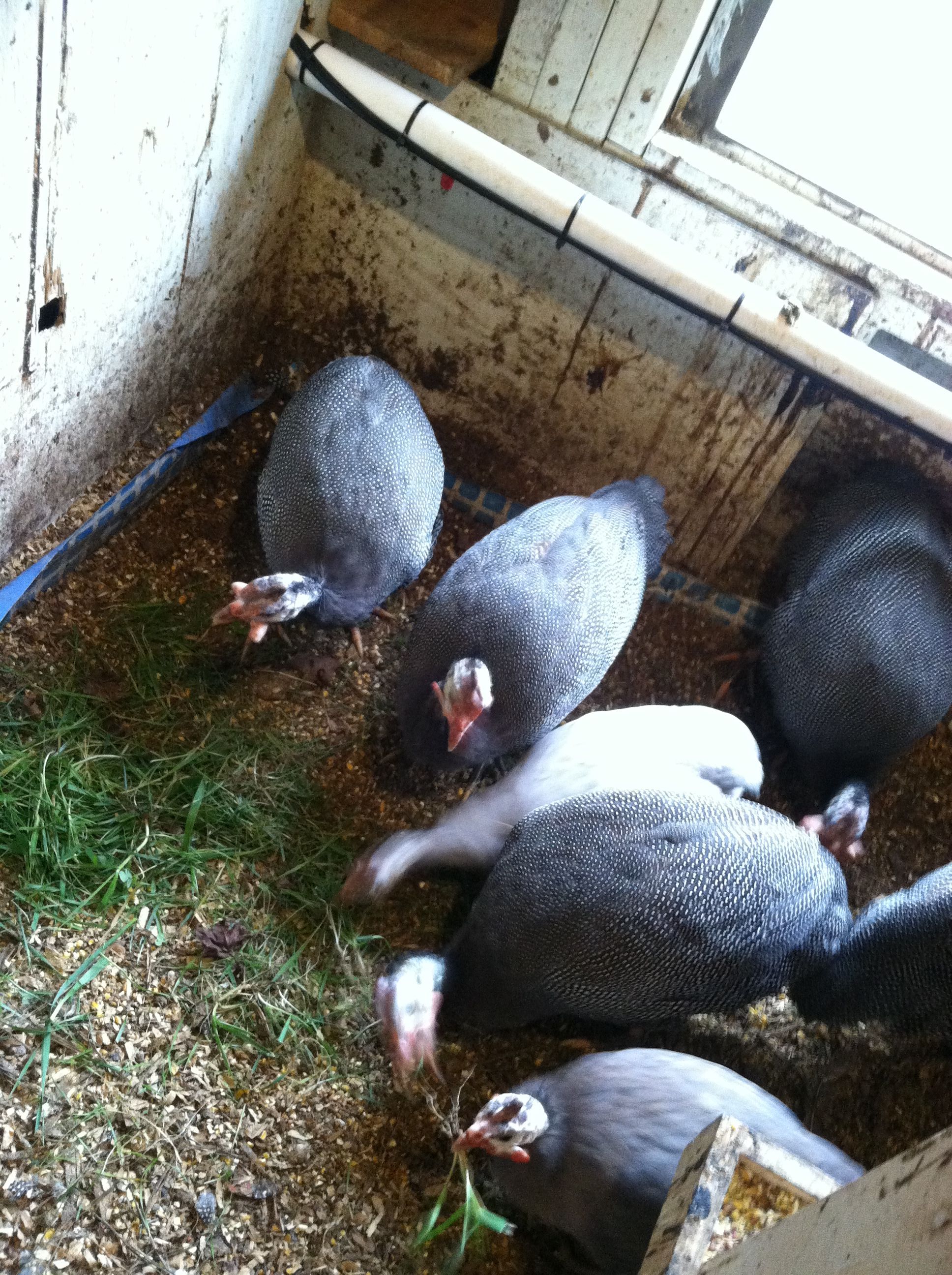 Regular Violet Guinea in front, light Violet Guinea in between Jumbo/French (and blurry, sorry).