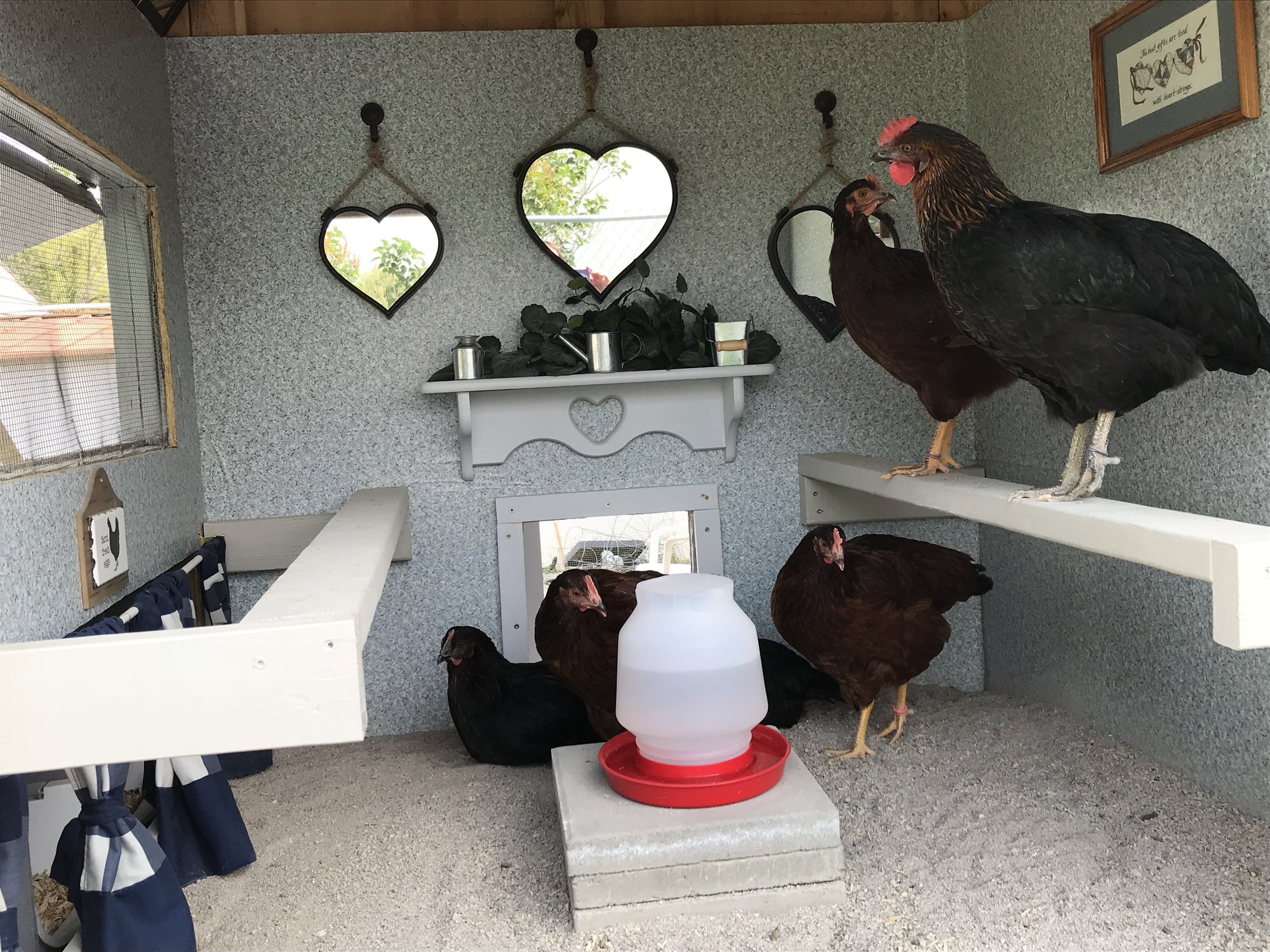 Relaxing In The Hen House
