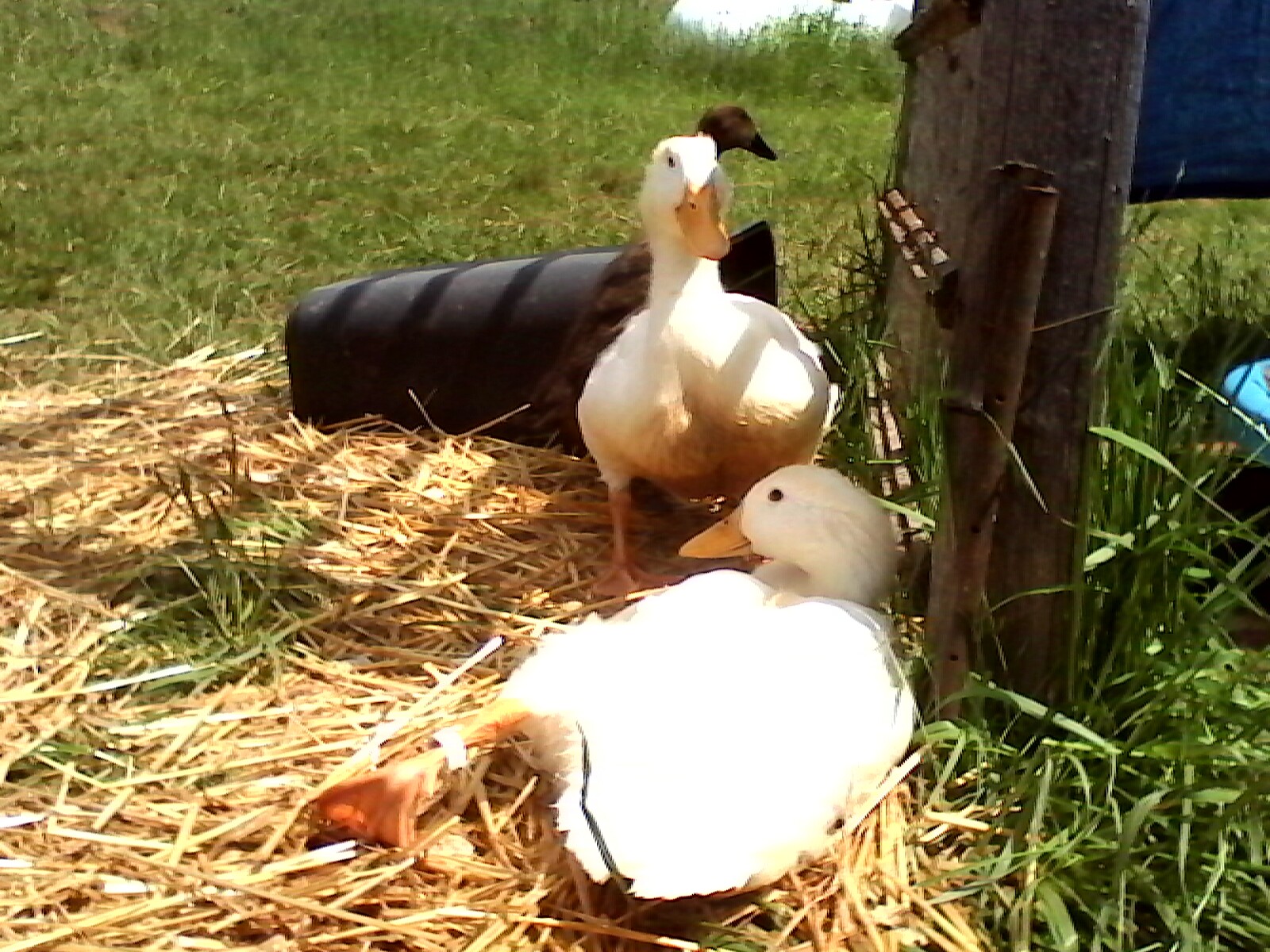 Relaxing on straw after a swim.
