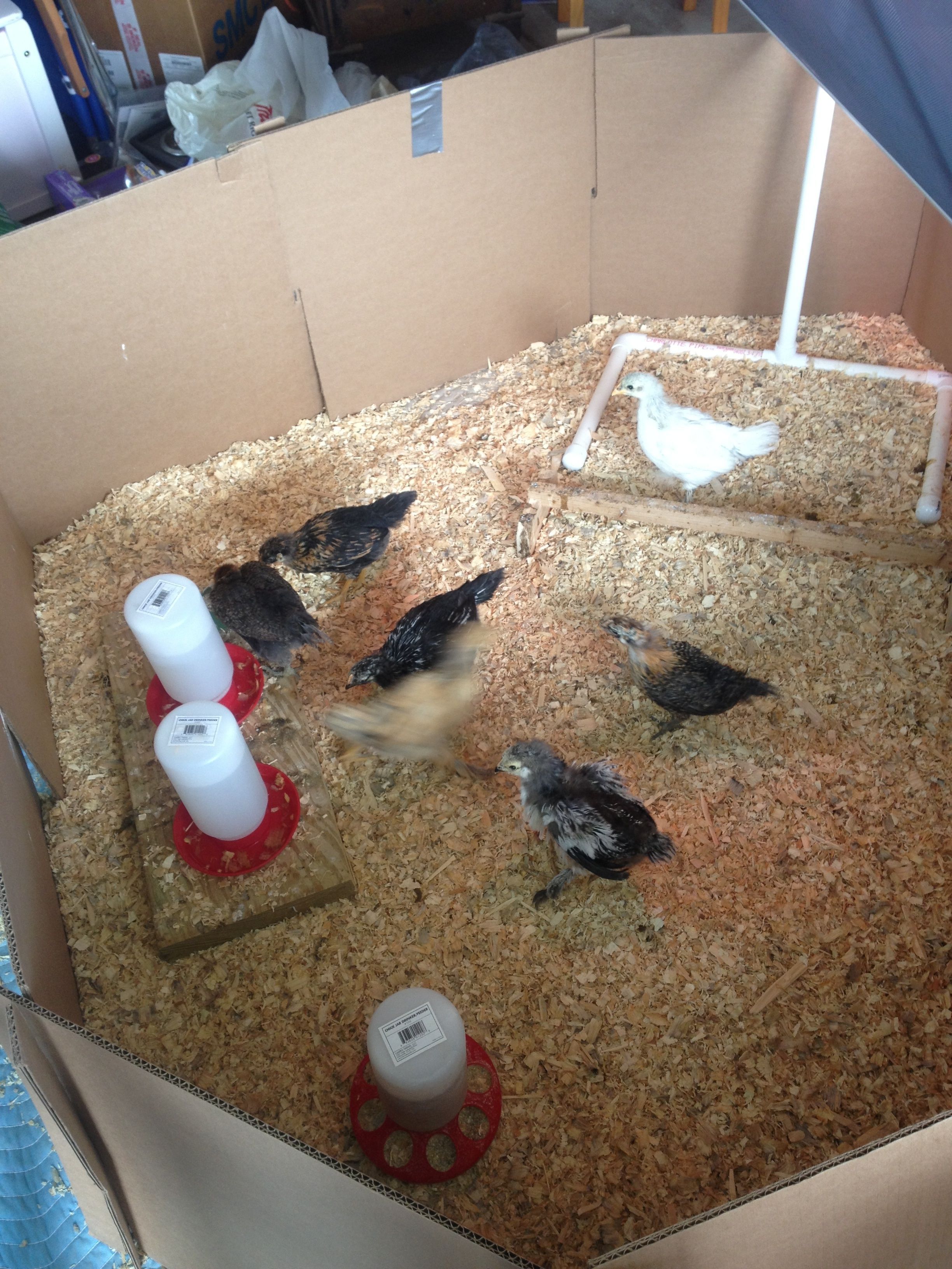 Relocated into the larger brooder in the garage