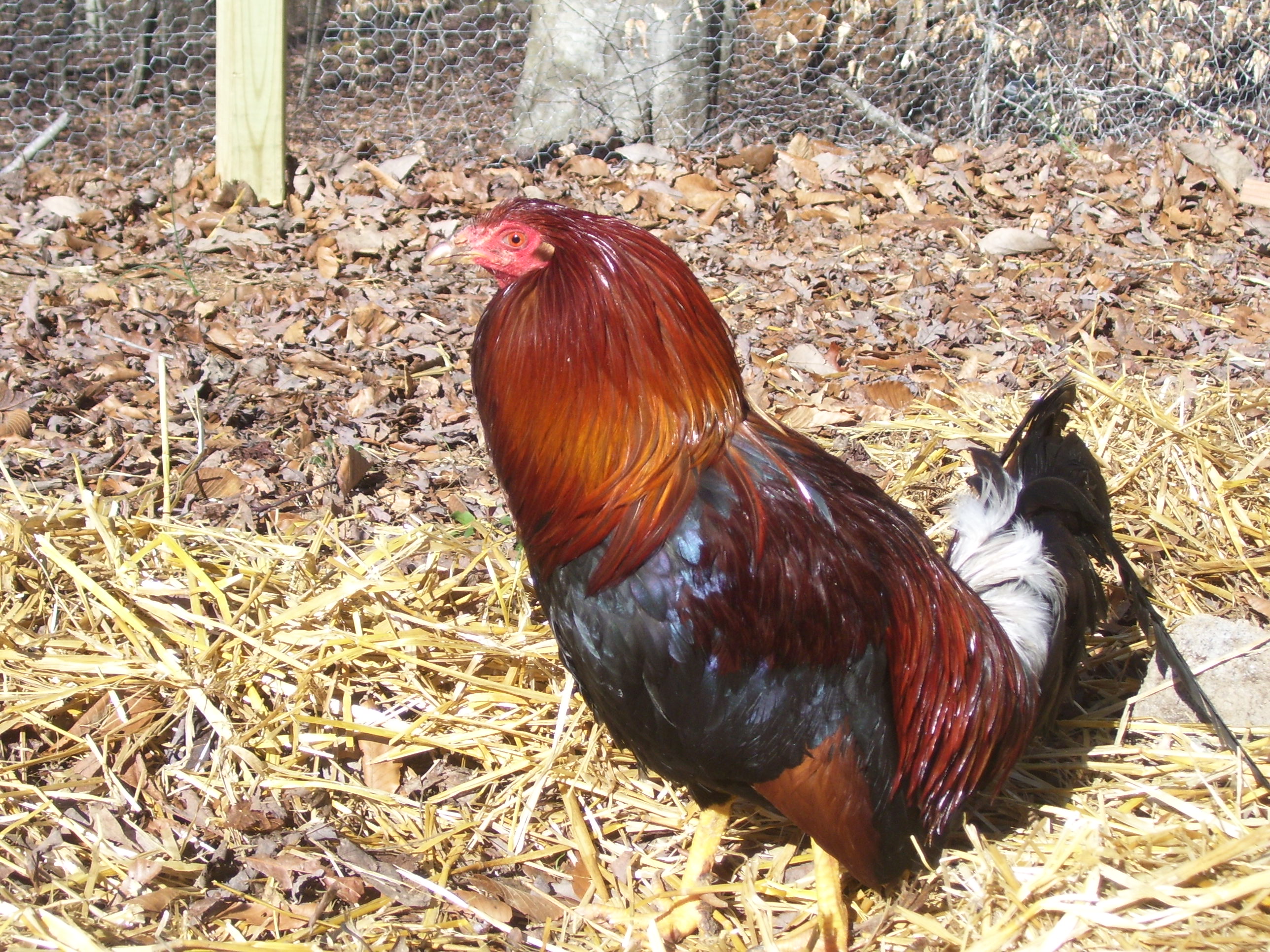 Remi; Gallo Kelso.