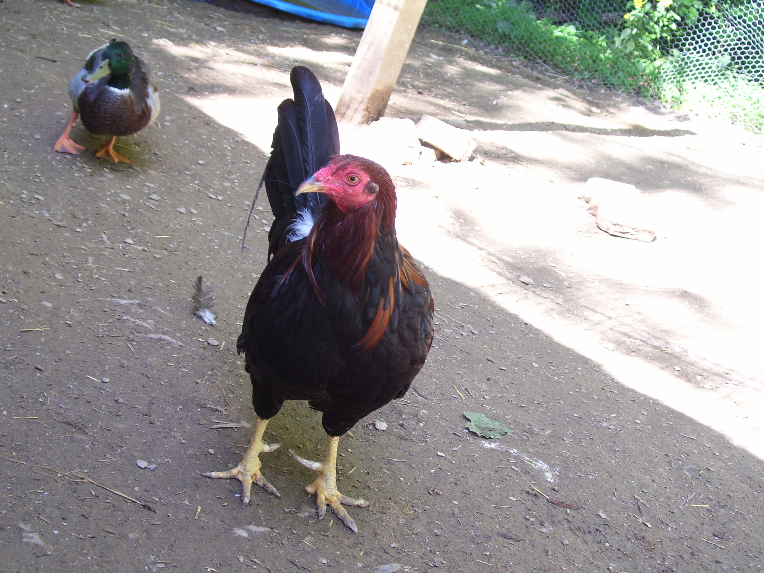 Remi's sass with stallion duck Jimmy back there