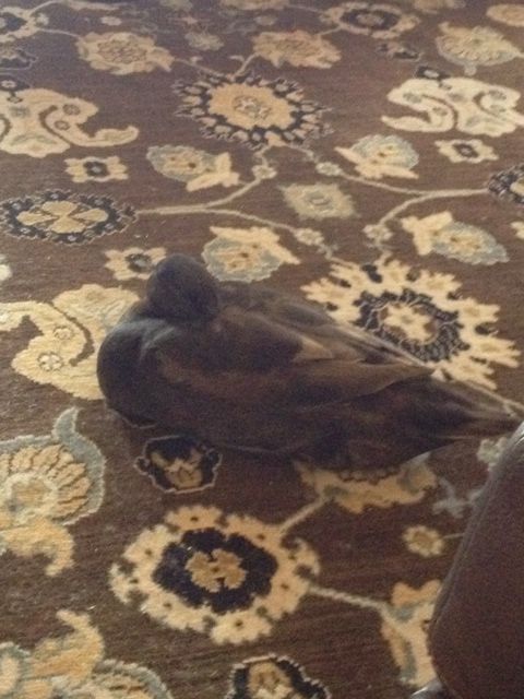 Remmy taking a nap