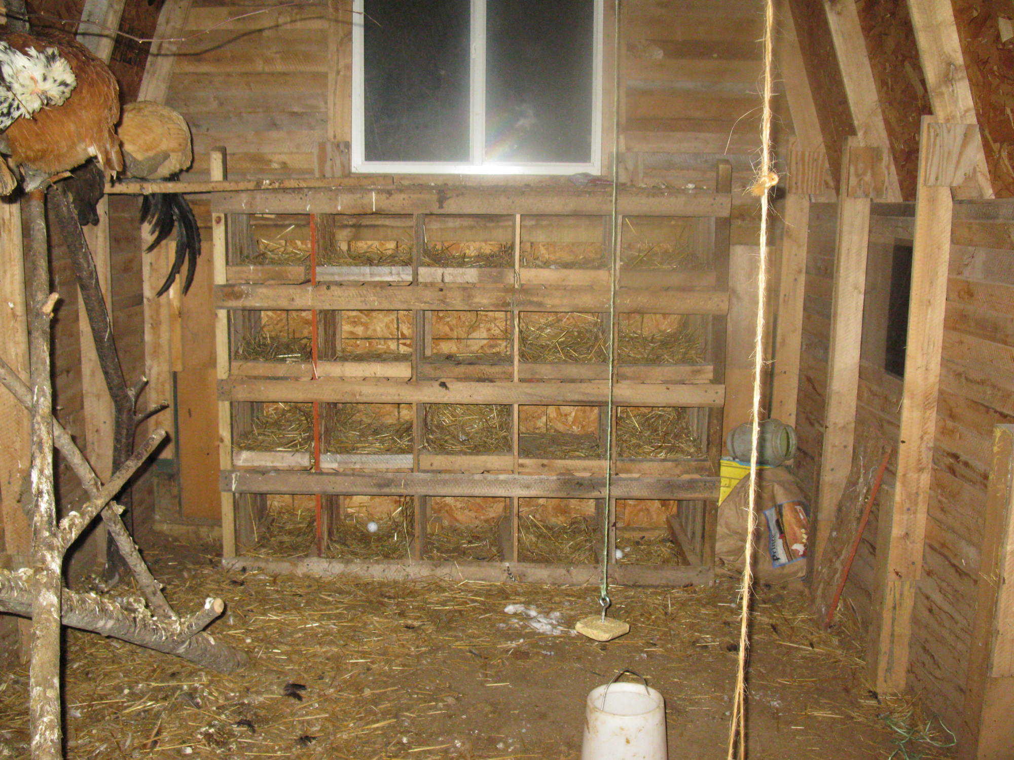 Removable nest boxes (20) aprox. 1'x1'x2'. They like the 5 on the bottom the best. The lower the pecking order, the higher the egg.
 They love pecking at frozen "suet on a string."