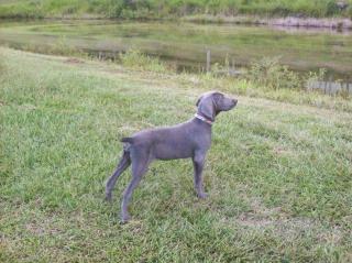 Remy as a puppy.
