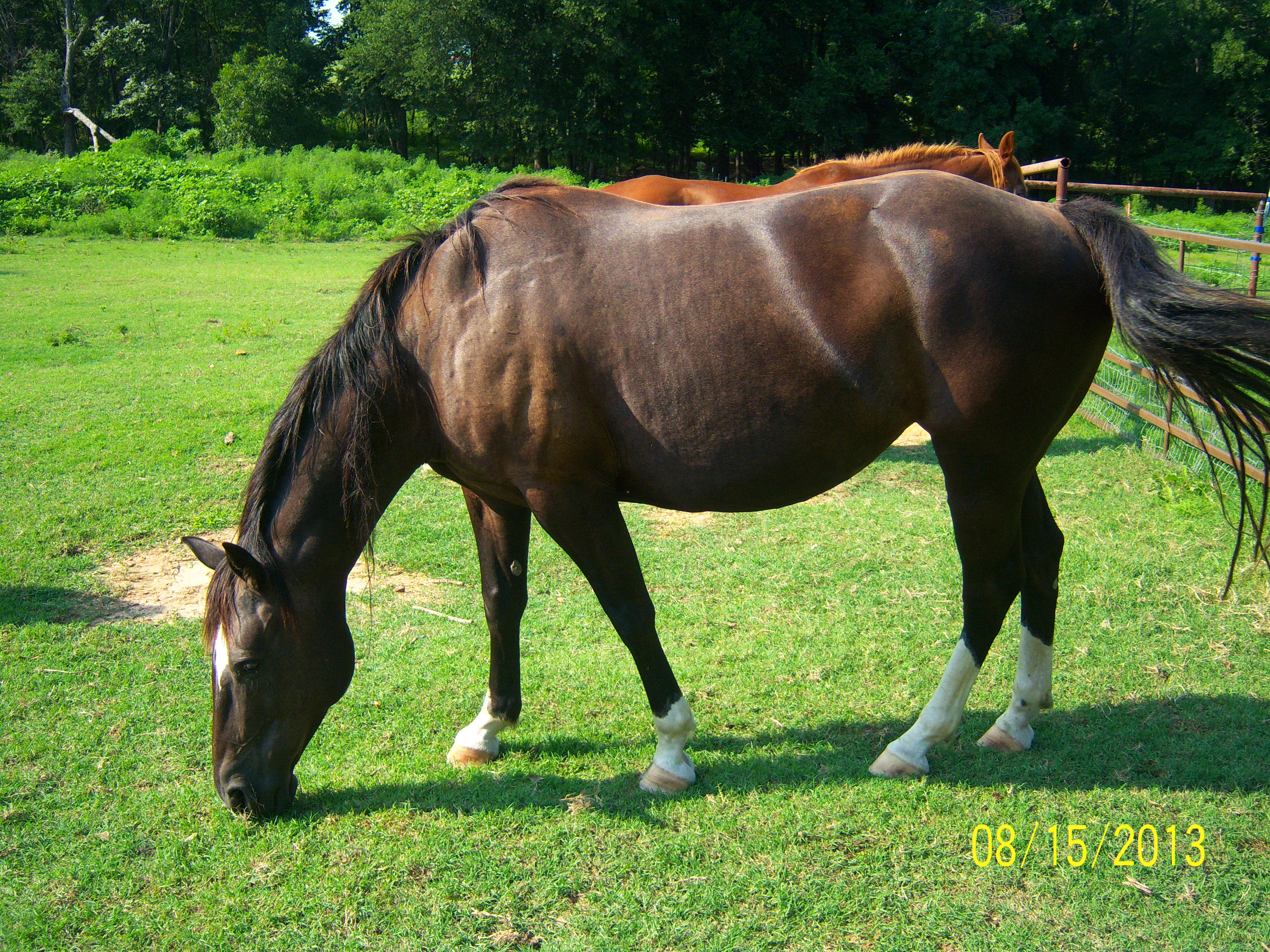Reo (APHA mare)