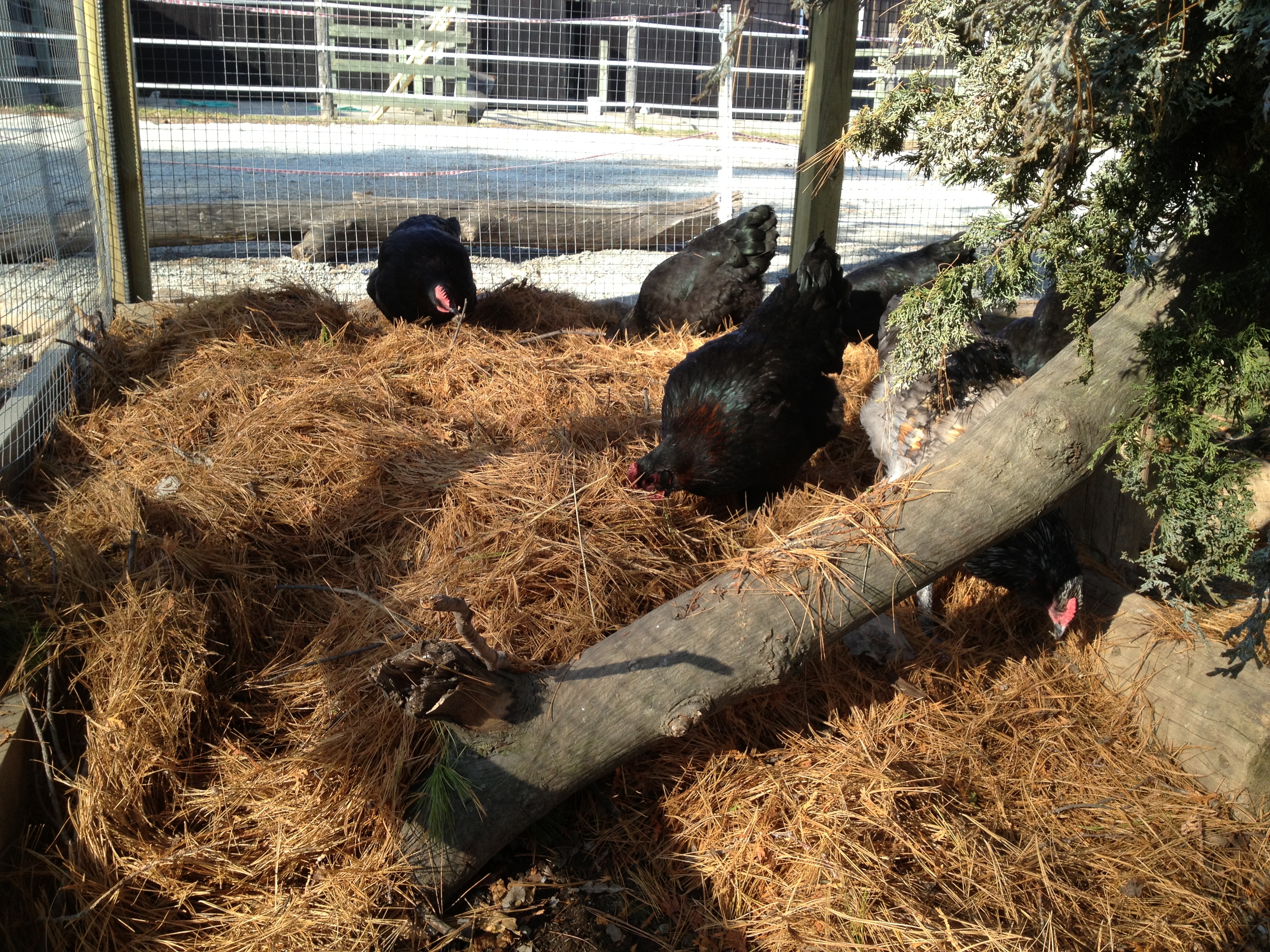 Replaced the dried broken up leaves with dried pine needles.  They were having so much fun I couldn't resist throwing in some BOSS (black oiled sunflower seeds) for them to search for.