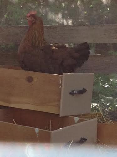 Repurposed drawers as nest boxes