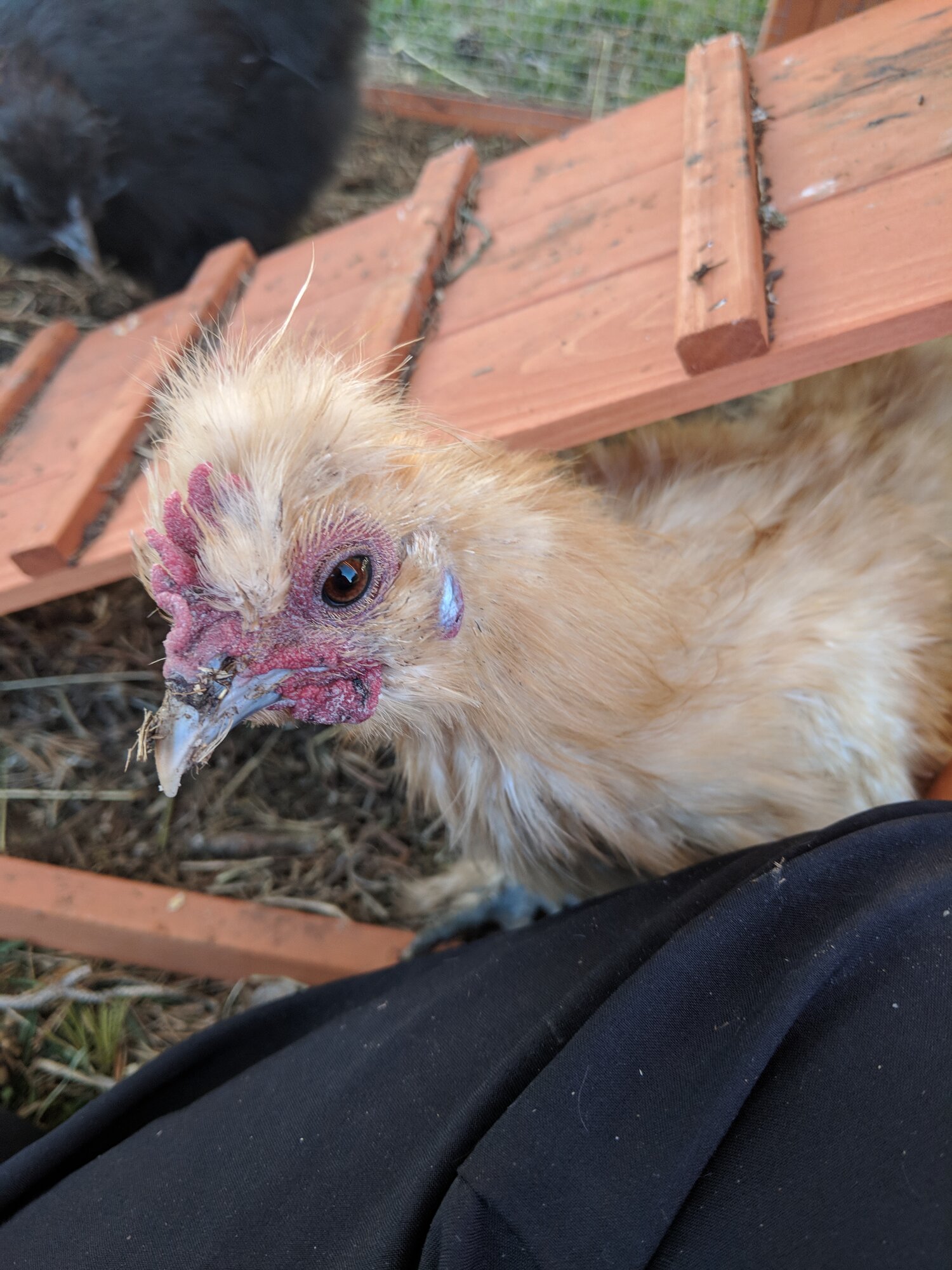 Rescue Bird