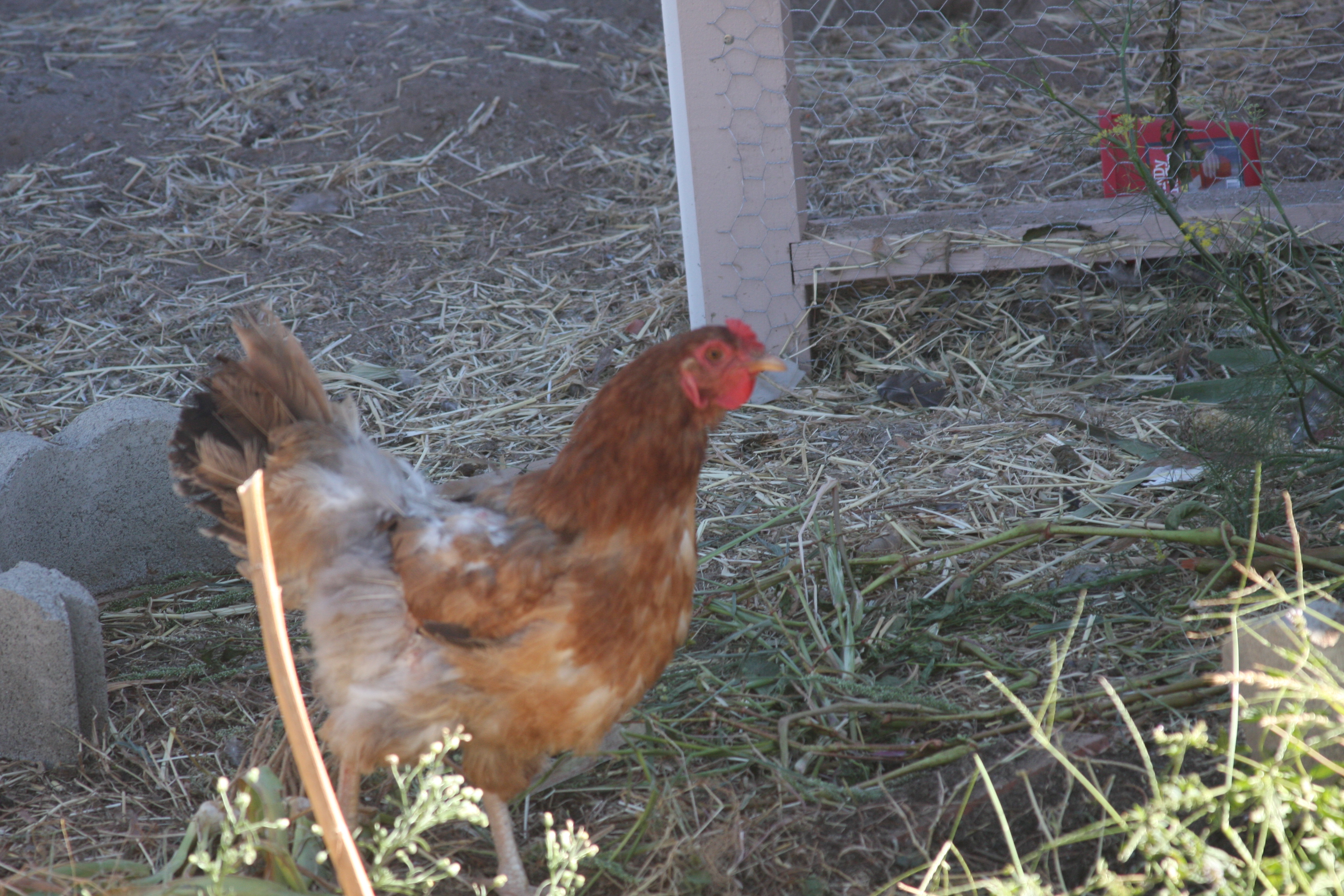 Rescue chicken "Buffy" is learning to enjoy the wide open backyard.