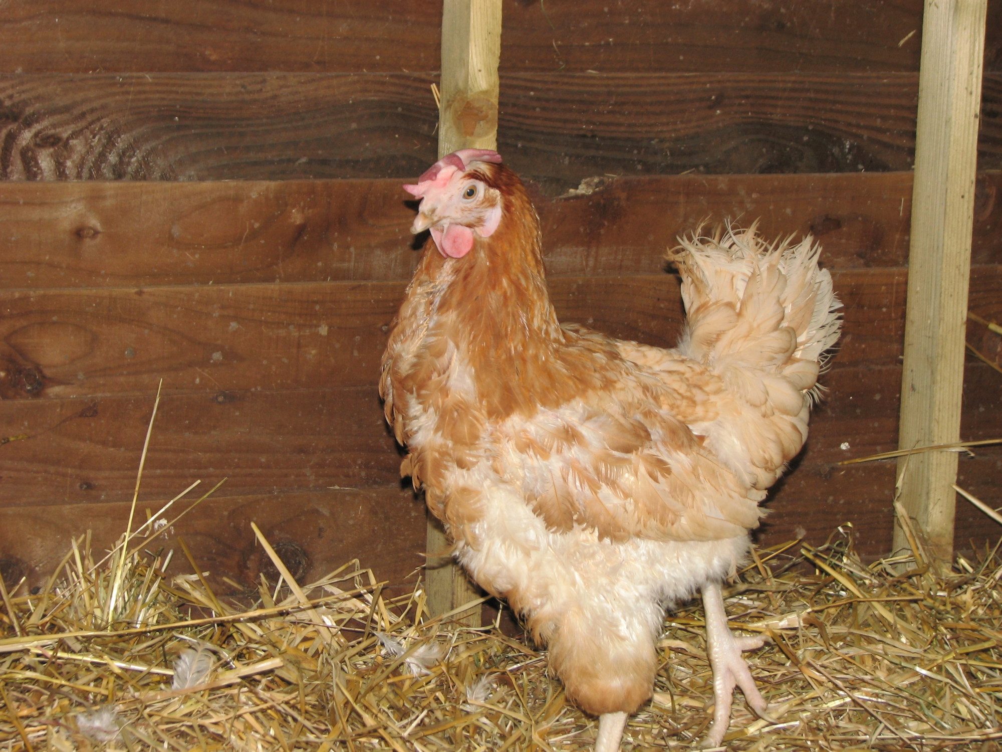 Rescue Hen