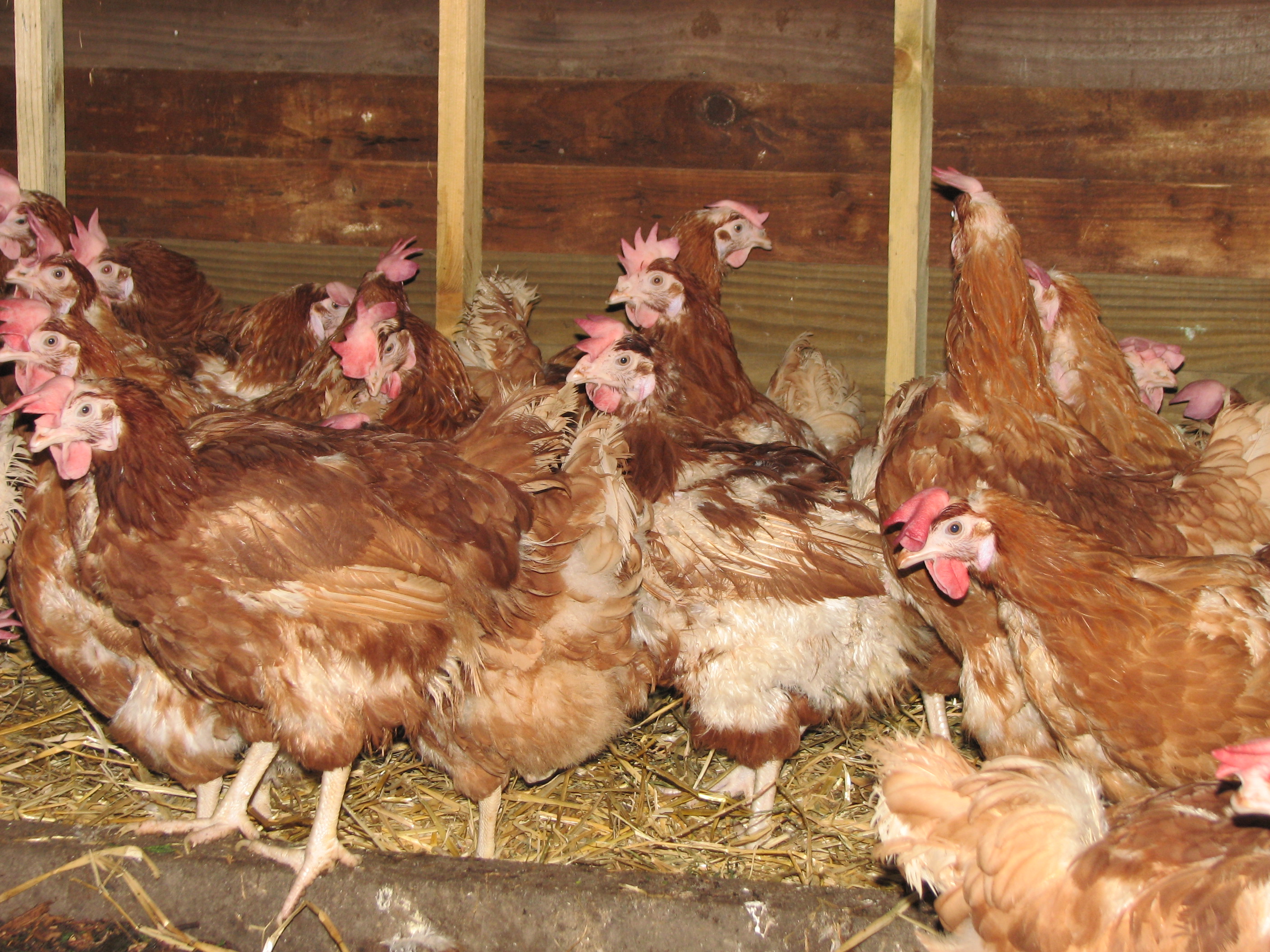 Rescue Hens