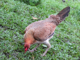 Rescue junglefowl hen "Coco"