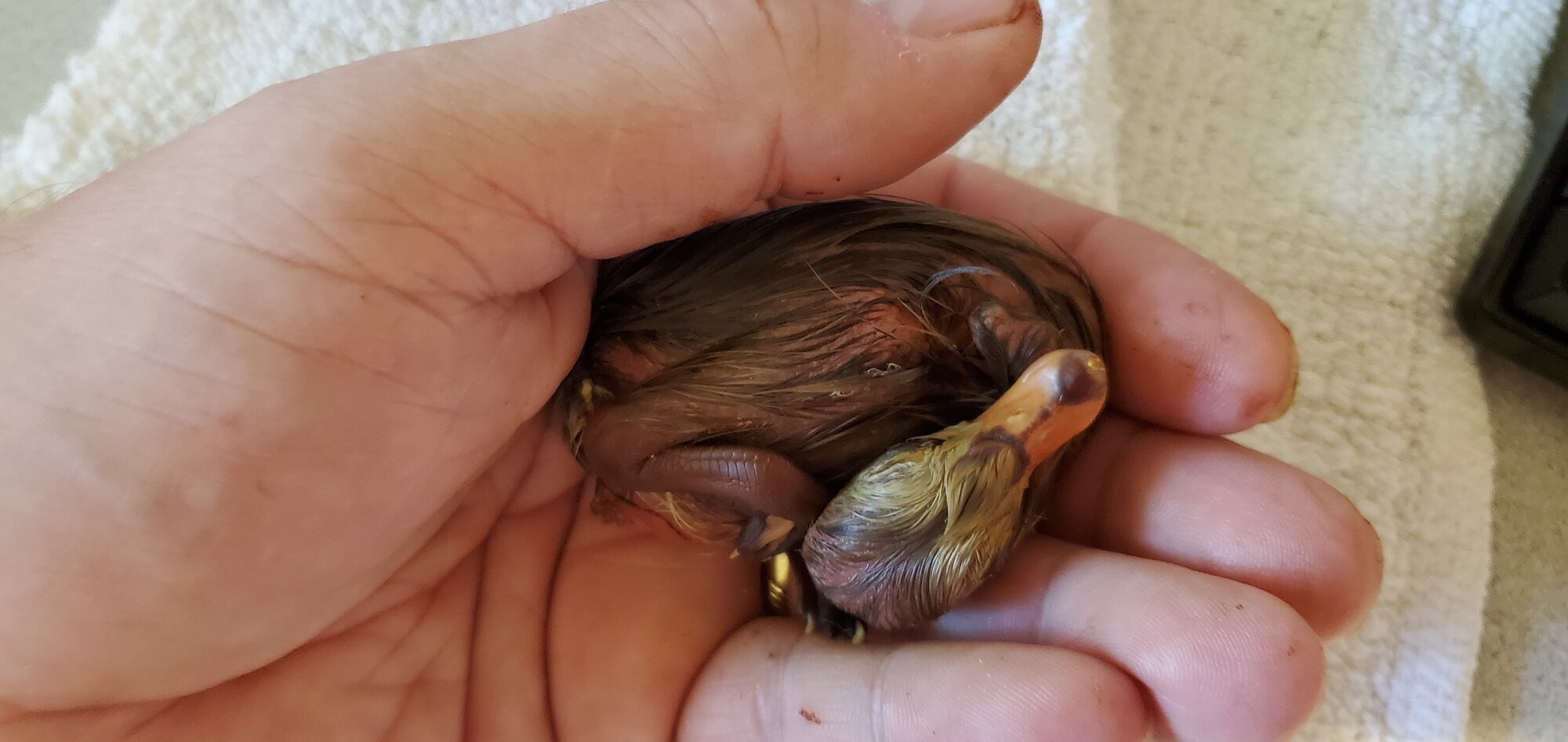 Rescued duckling