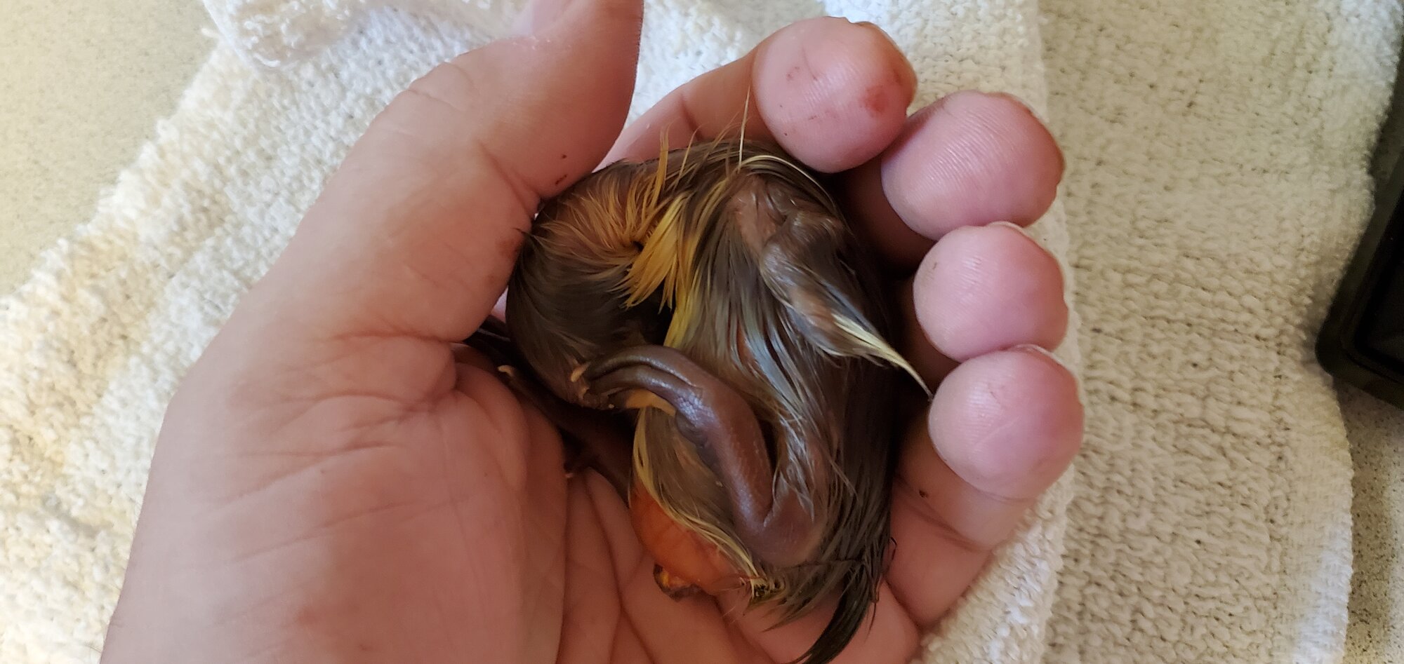 Rescued Duckling