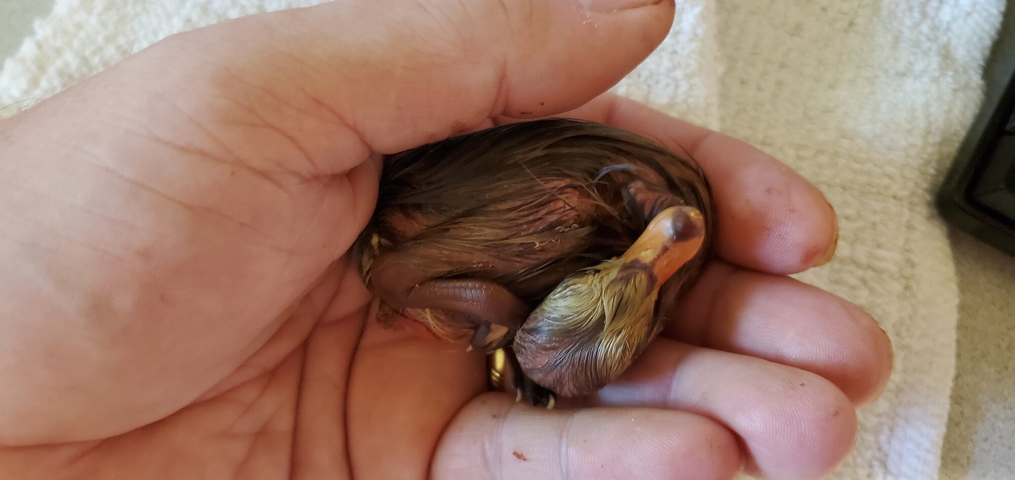 Rescued duckling