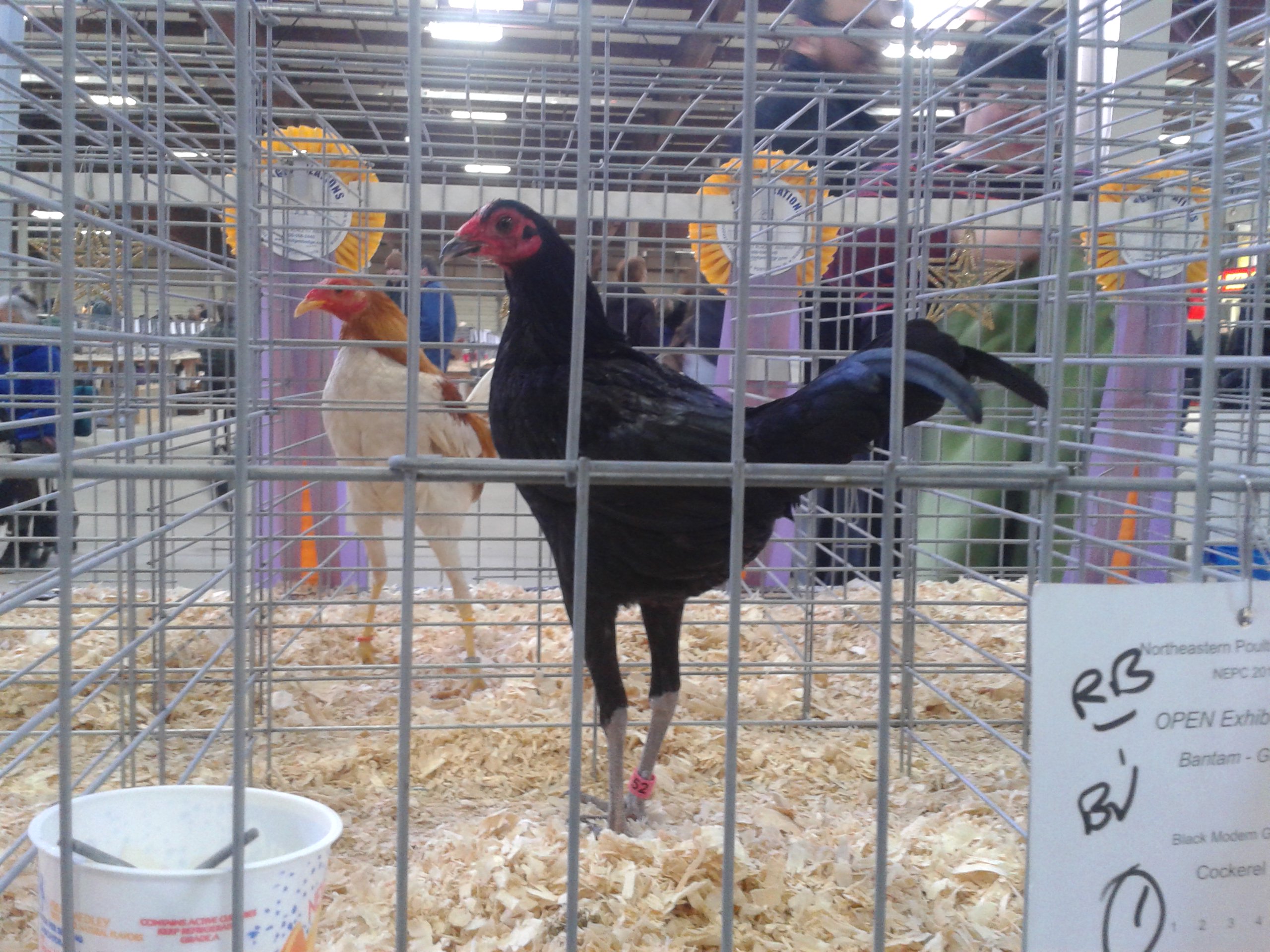 Reserve Champion bantam Modern Game