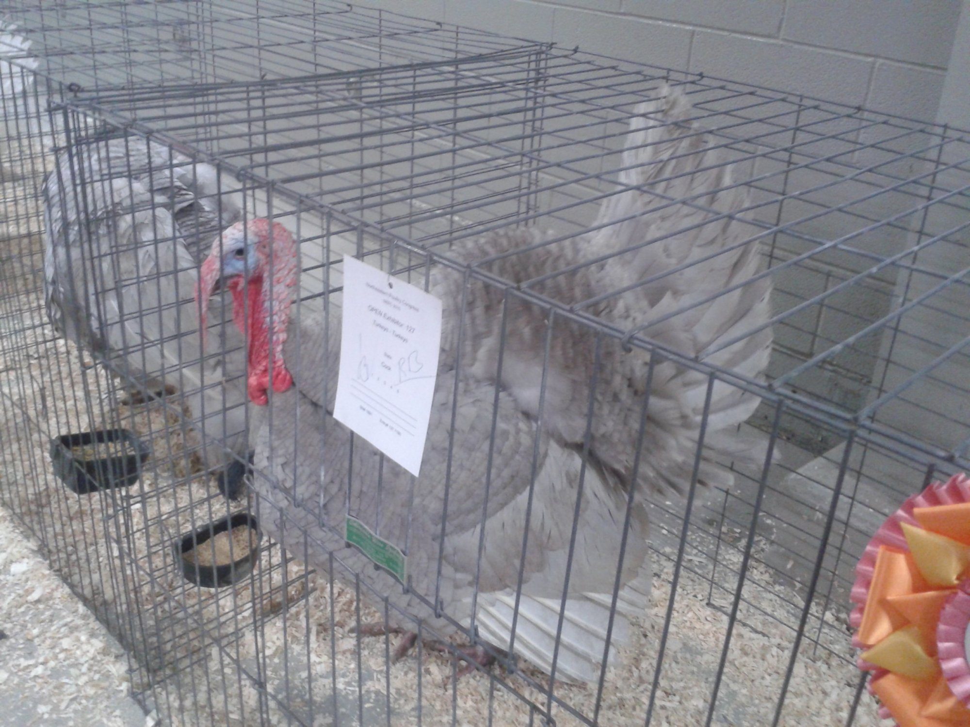 Reserve Champion turkey