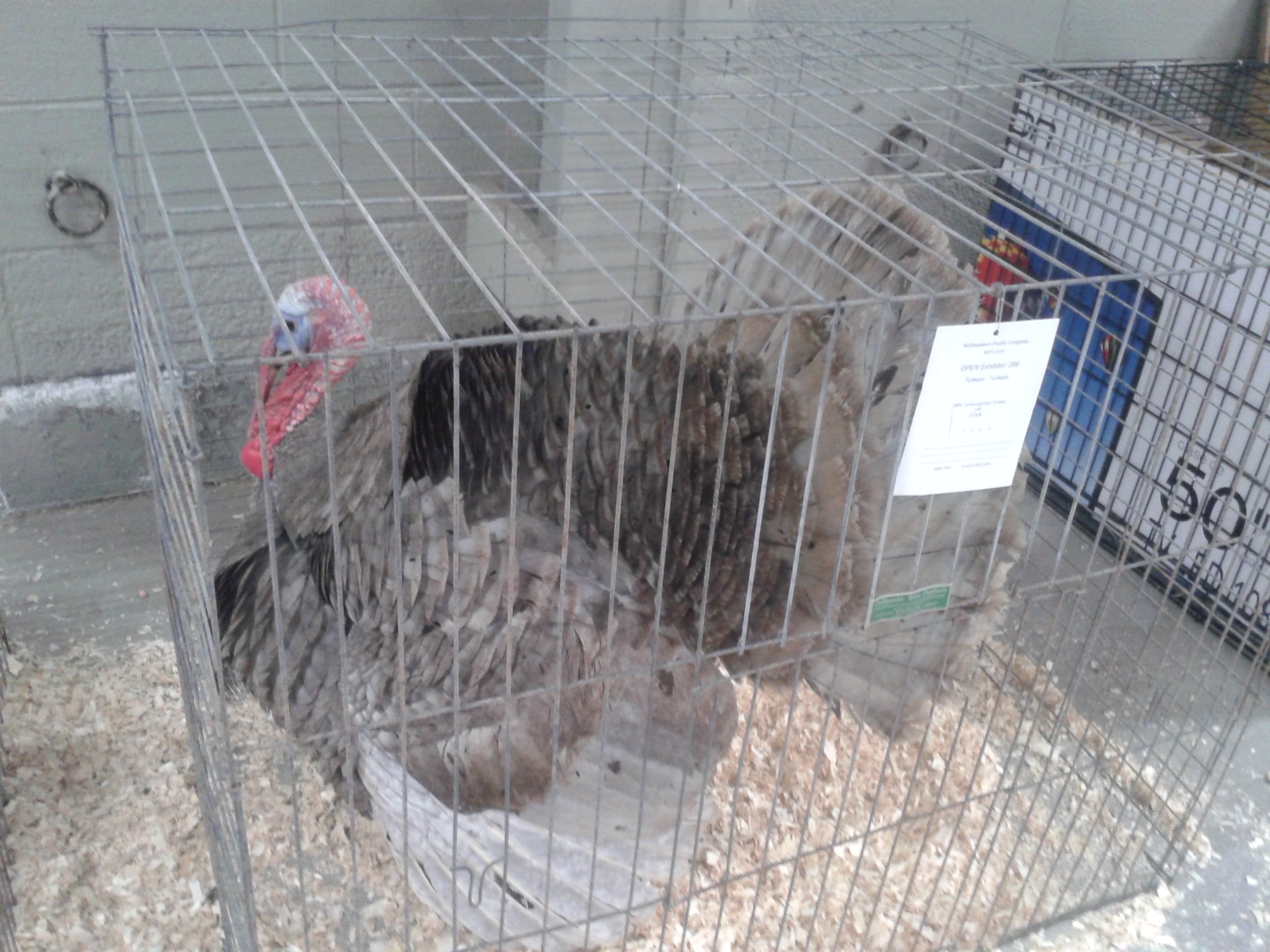 Reserve Champion turkey