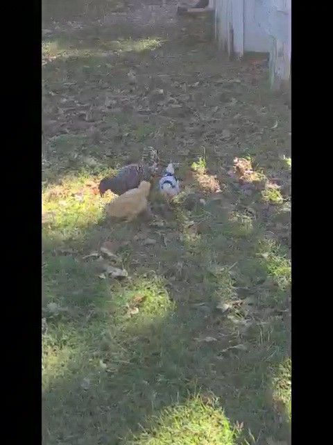 Resized_VideoCapture_20211204-051128.jpeg