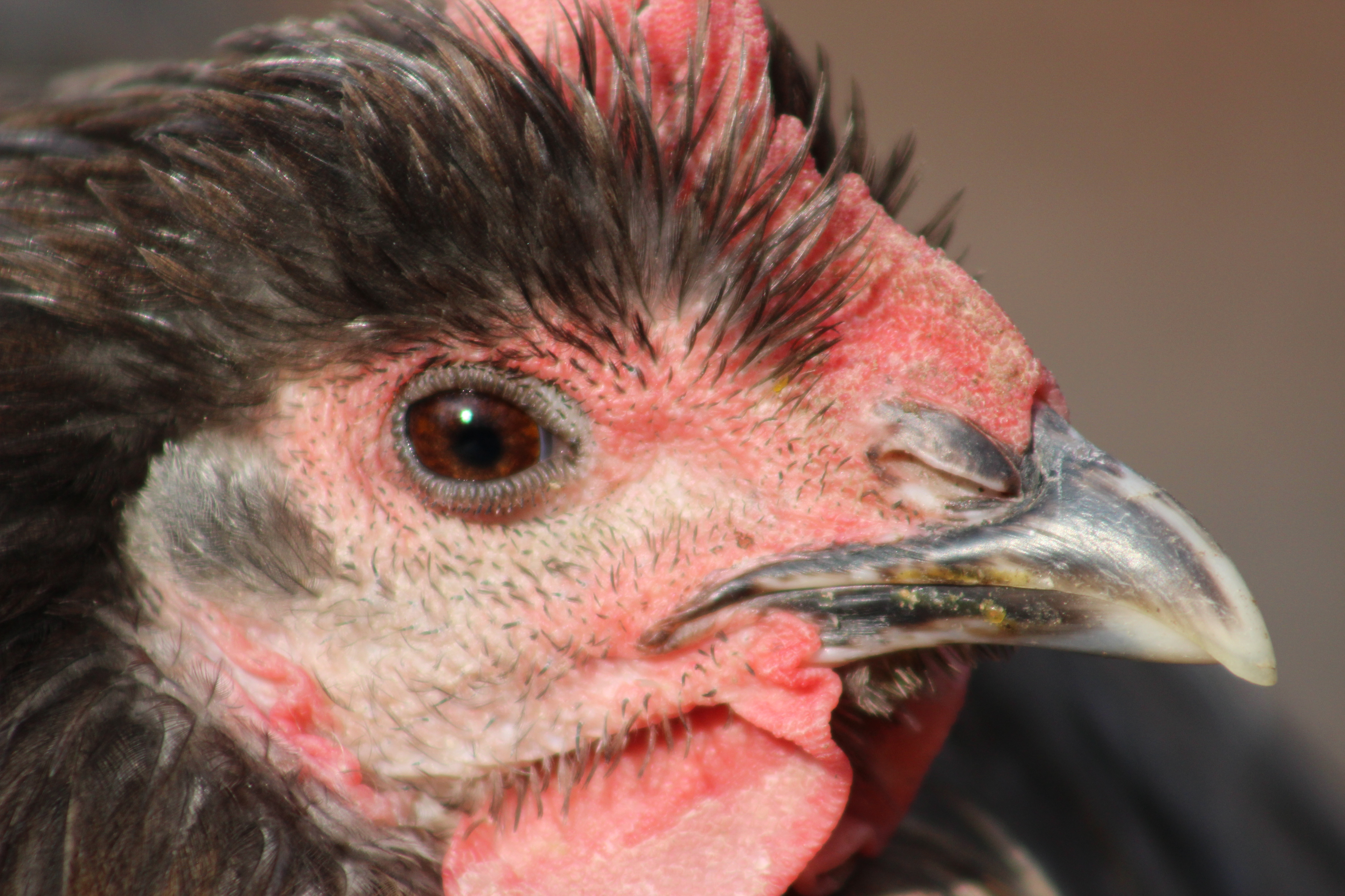 Rest In Peace, dear Silver...