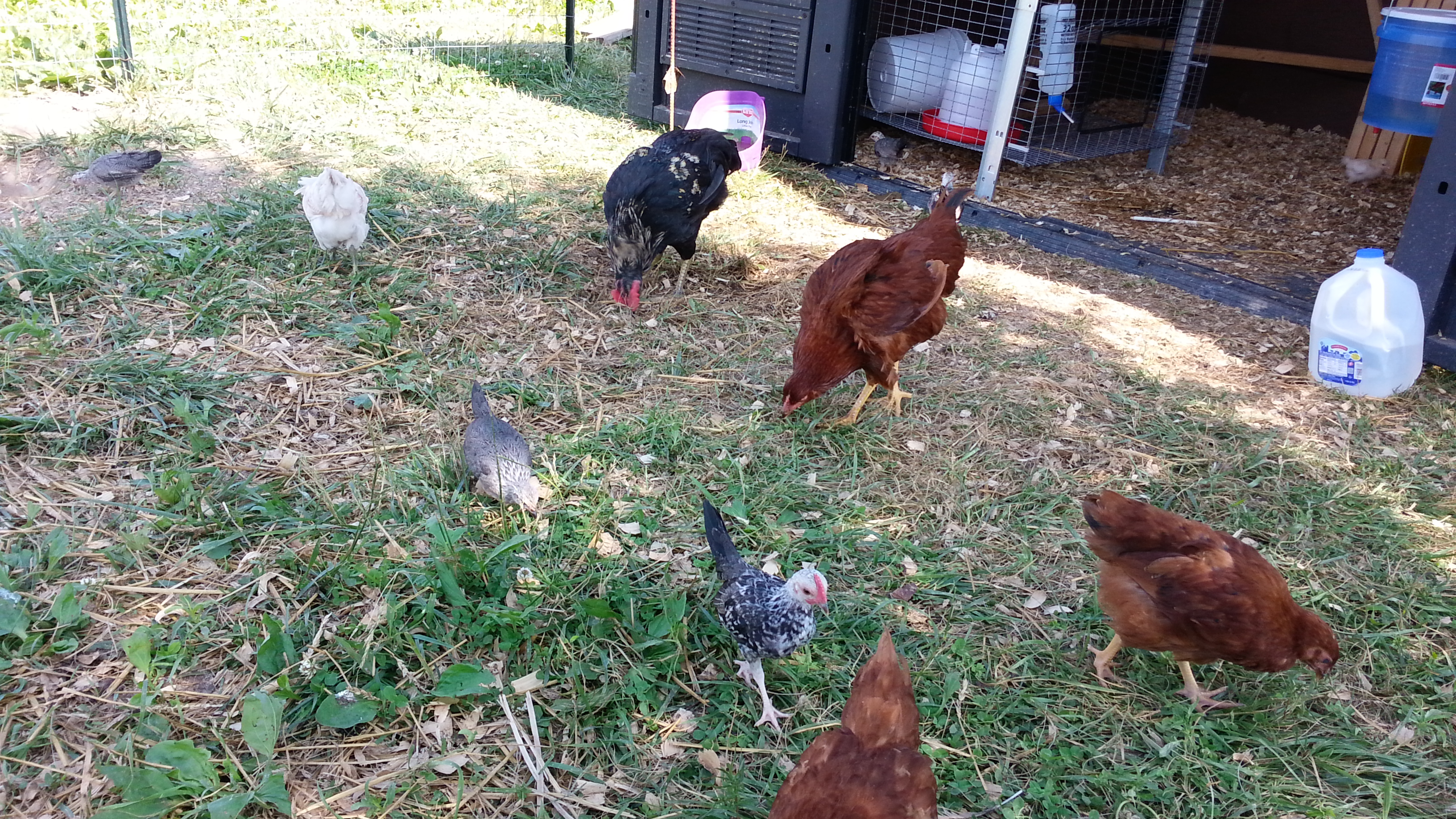 rest of chickens plus mean lil bantams