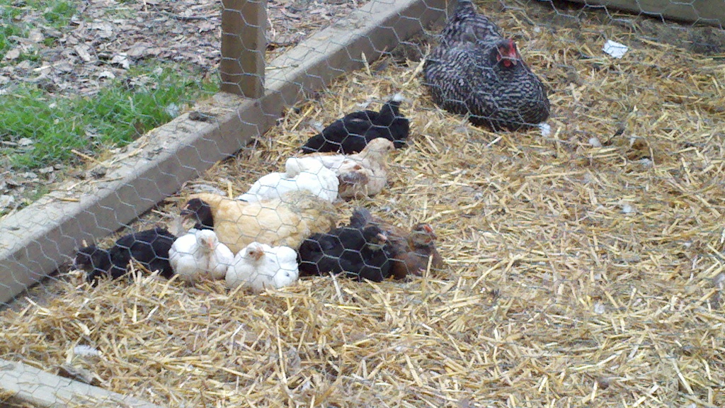 Resting after a day free ranging
