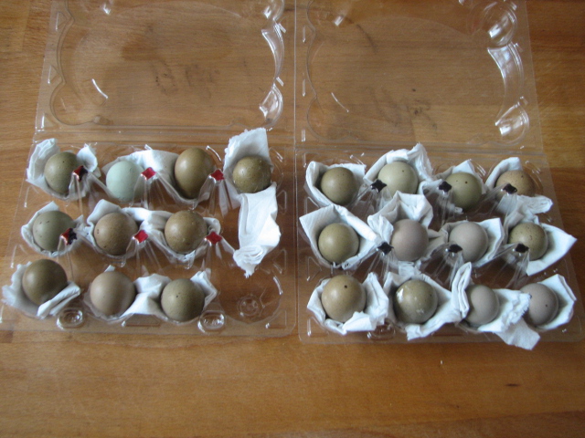resting eggs