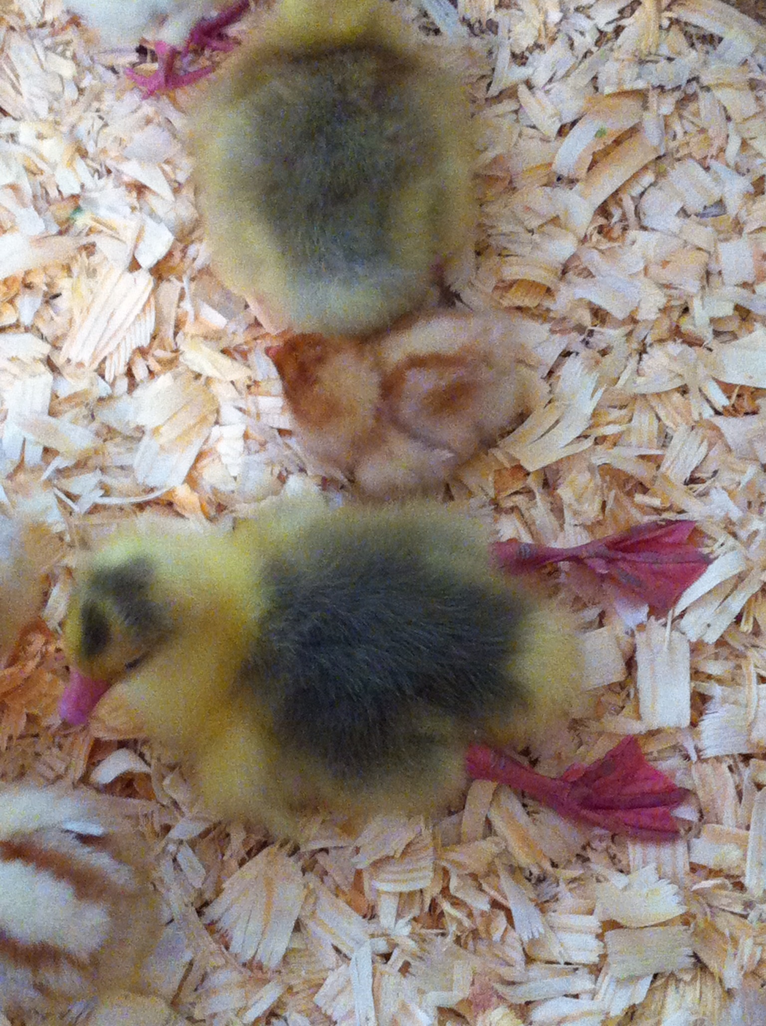 Resting gosling