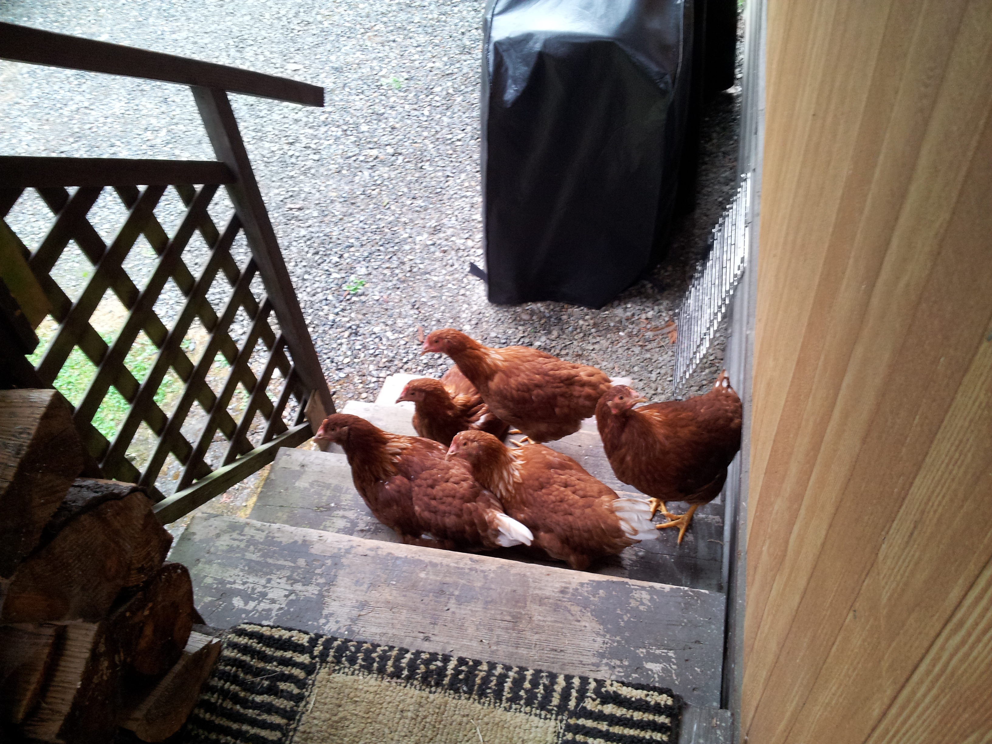 resting on the back porch