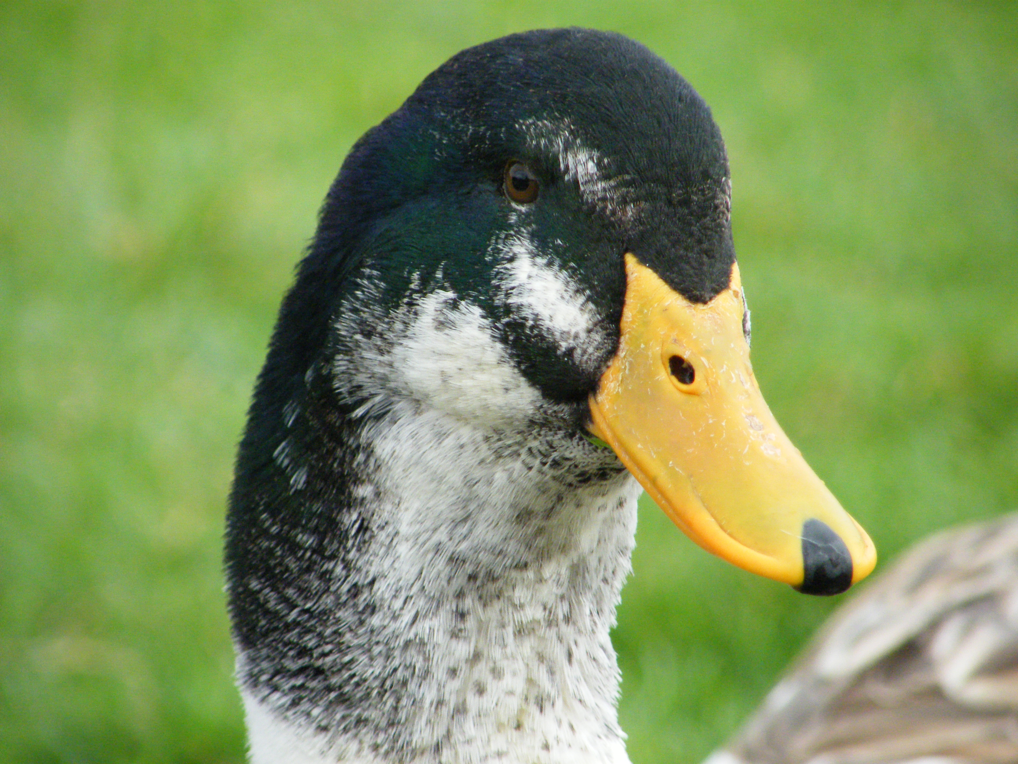 Restricted Mallard colouration, the "appleyard type" markings of the face define the breed.