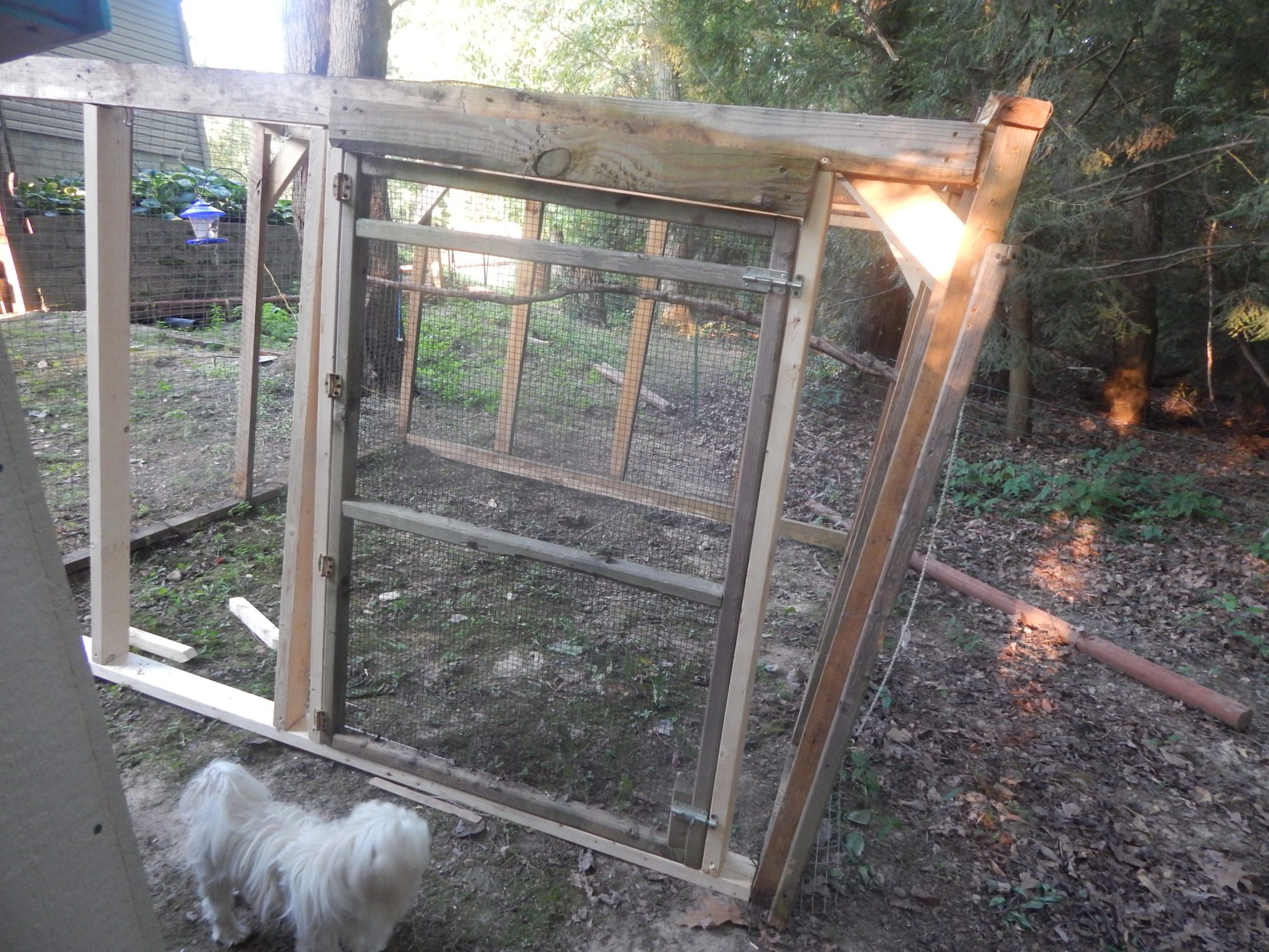 Retrieved the gate and got it put back in place. Going to build a tunnel to the pin from the coop. we are not going to attach it like the last time. Might move it back a little it is going downhill right now. I think it will be more level if we move it. And of course Miss. Zoey had to get in the shot!