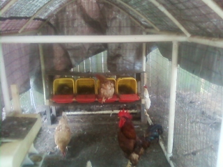 reworked my nest boxes