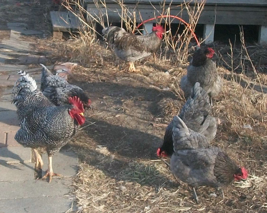 Rex, a black barred rock rooster, with Jenny, Jada, June, and Jill.  Joseph is in the background.  The "J's are all 2nd generation.