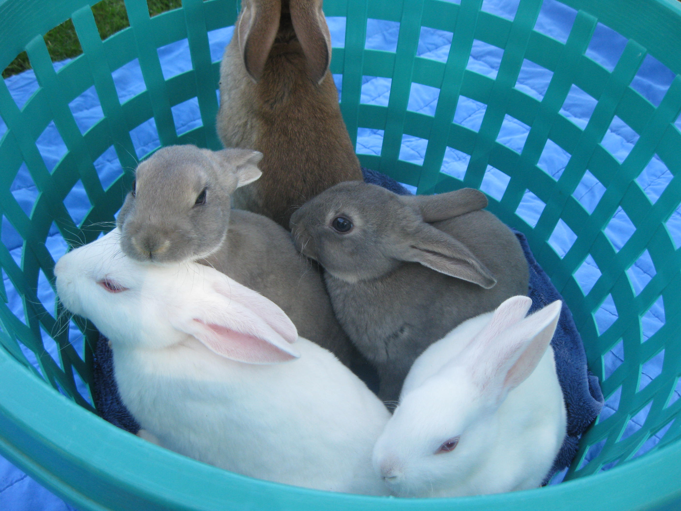 Rex babies
Born on August 24, 2016