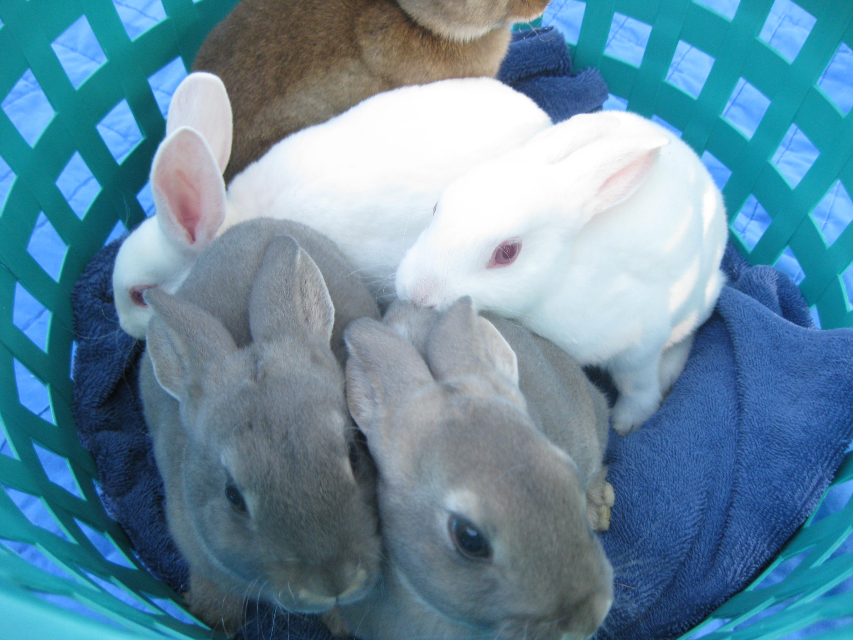 Rex babies
Born on August 24, 2016