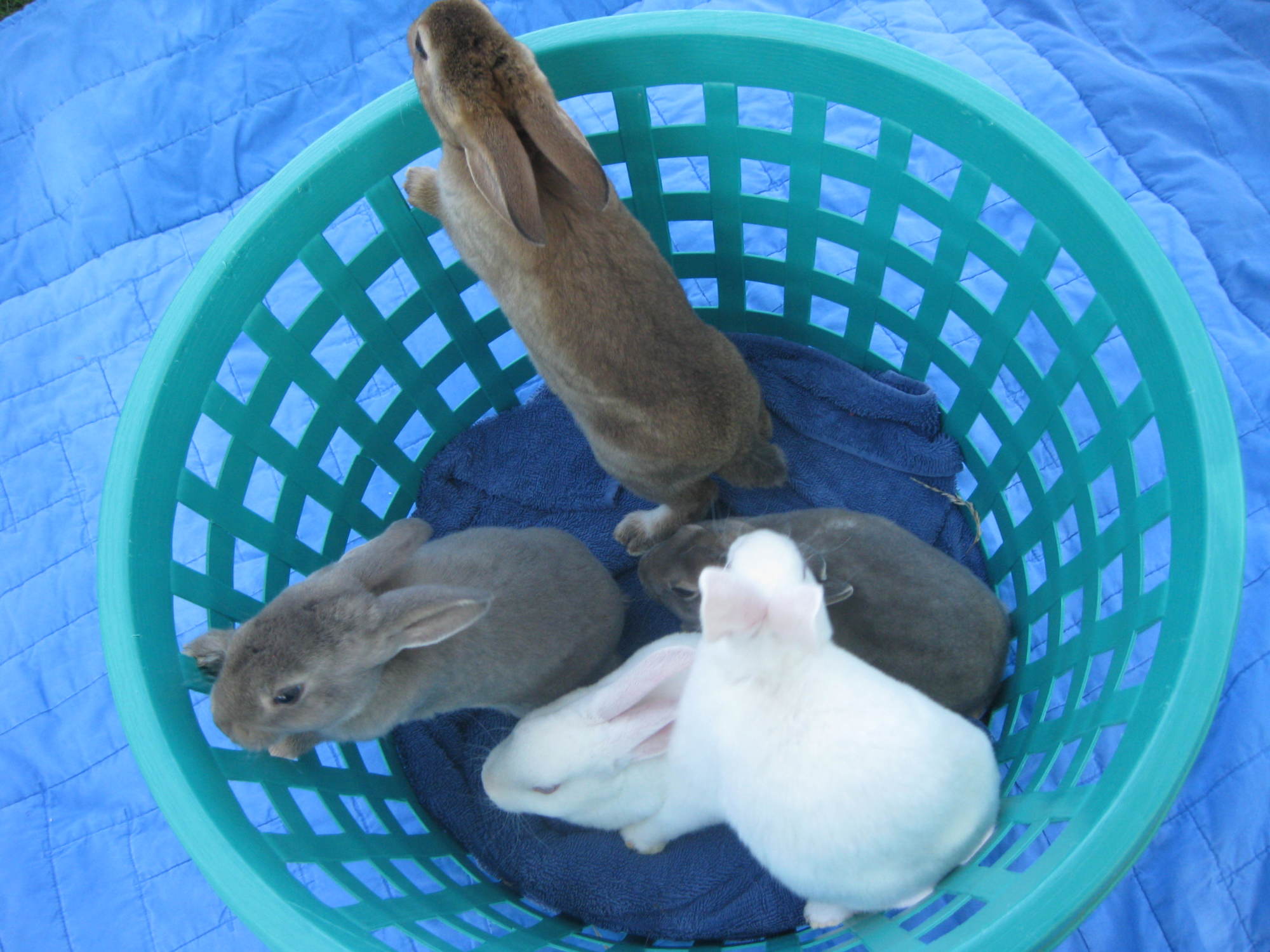 Rex babies
Born on August 24, 2016