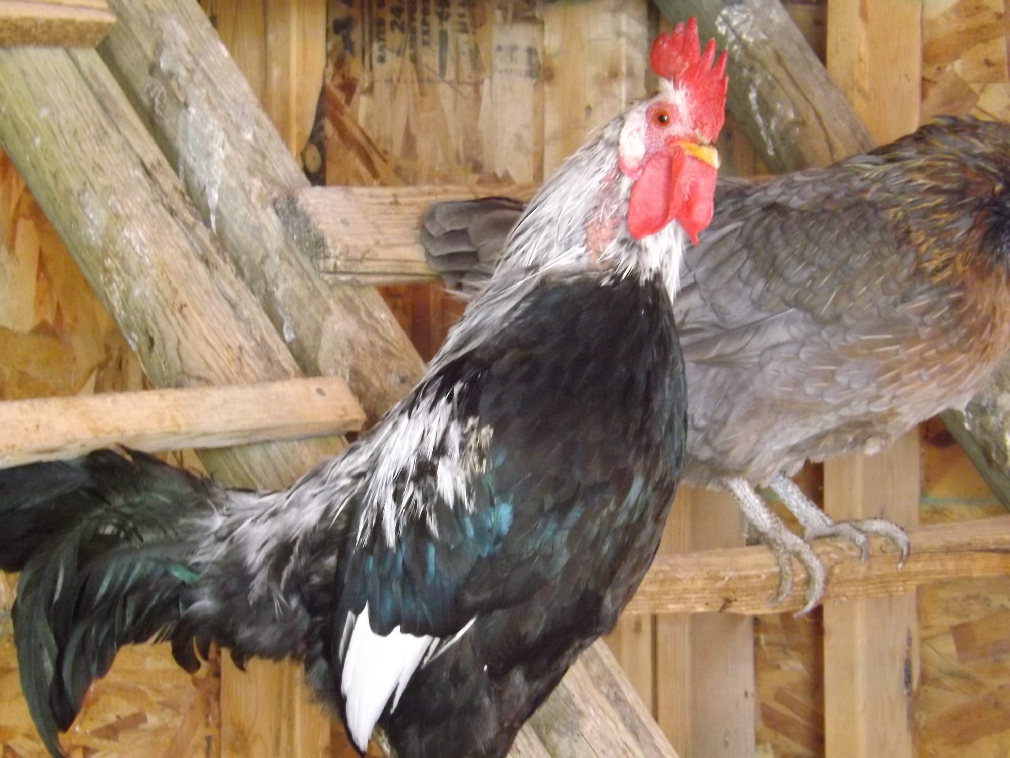 Rex. He chases the kids and rules the roost.  All attitude!