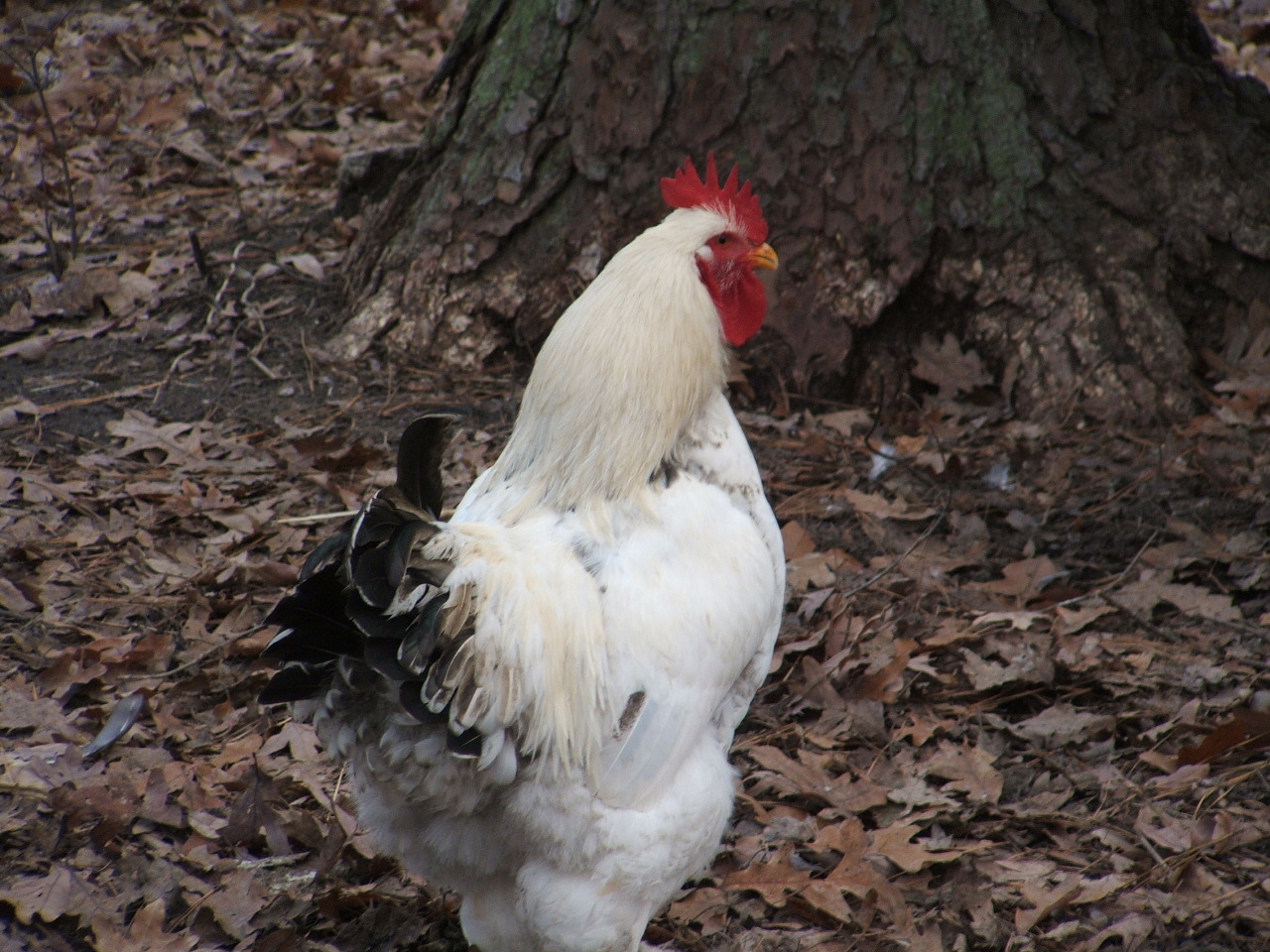 Rex Jr. cross of Buff male and Silver Laced hen